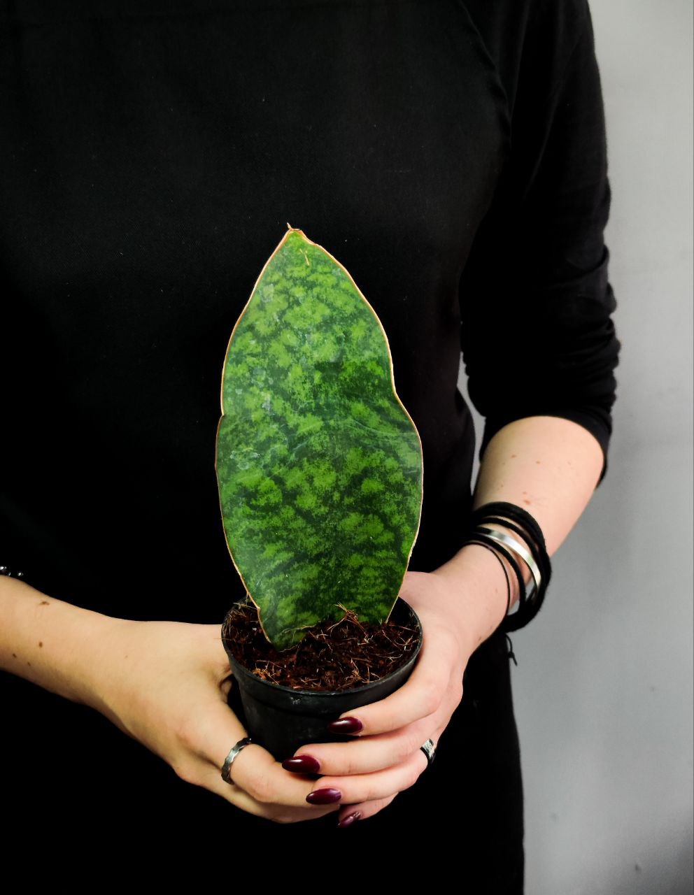 Сансевиерия Масониана Виктория (Sansevieria Masoniana  Victoria) D8,5см