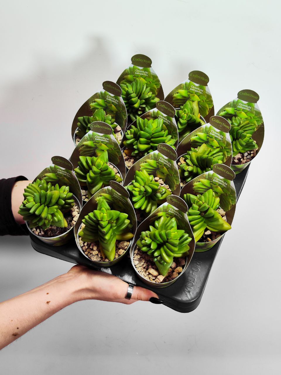 Крассула Бенджамин (Crassula Benjamin) D6,5см
