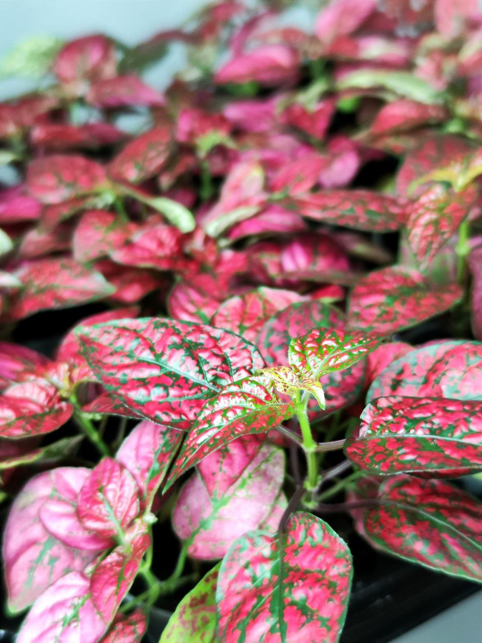 Гипоэстес Листоколосковый Ред (Hypoestes Phyllostachya Red) D6см