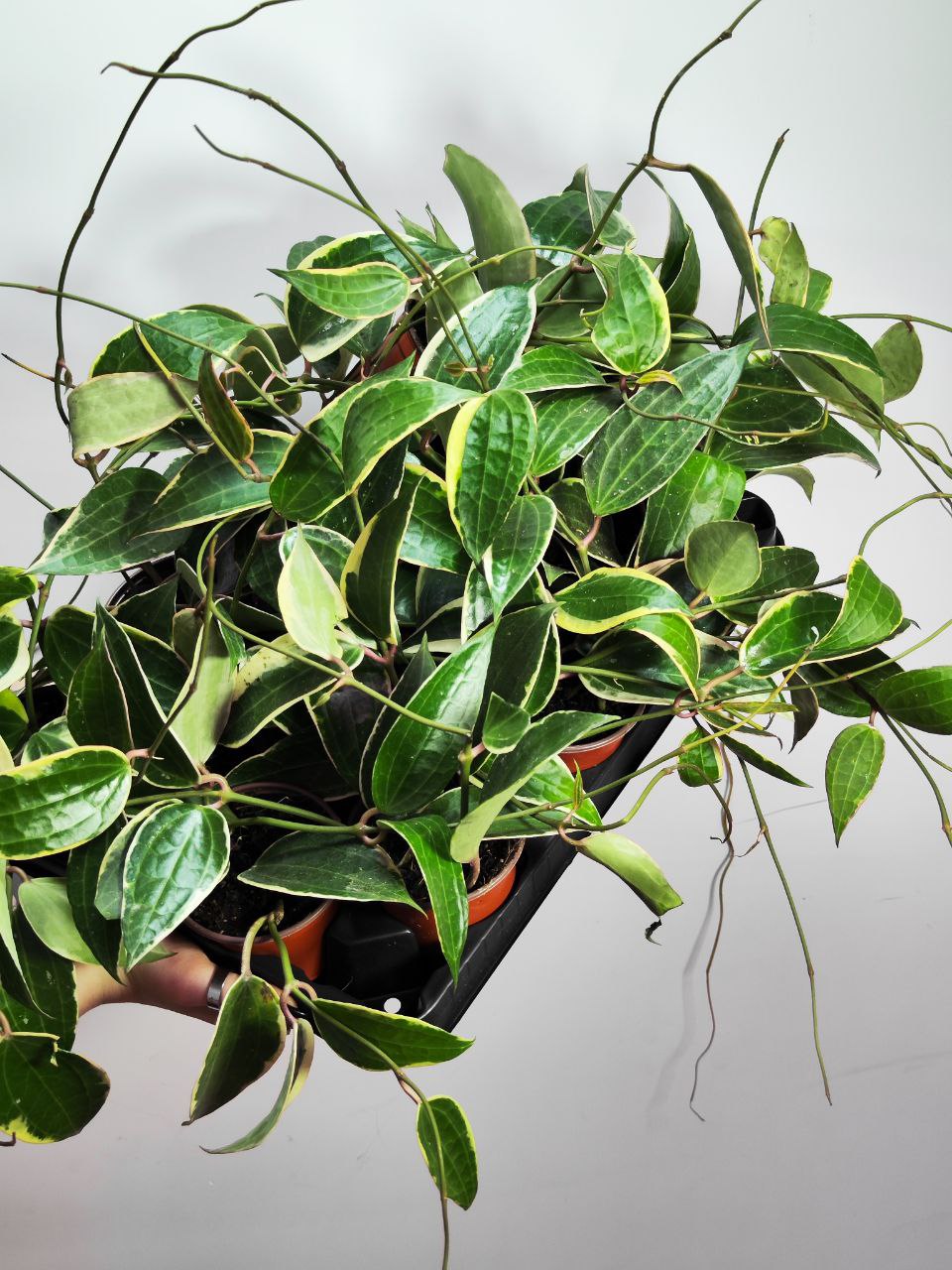 Хойя Латифолия Альбомаргината (Hoya Latifolia Albomarginata) D10см