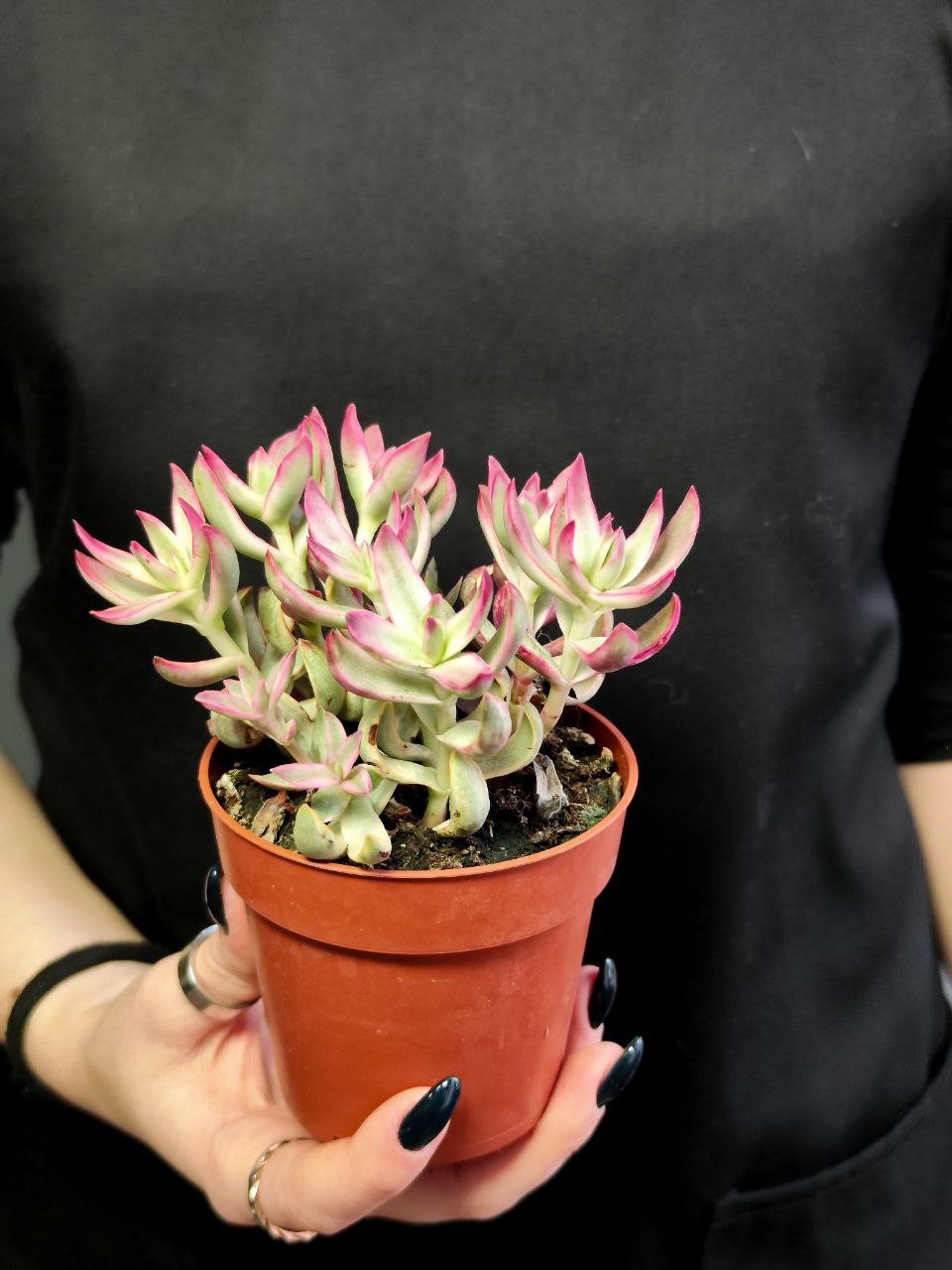 Крассула Рубрикаулис (Crassula Rubricaulis) D8,5см