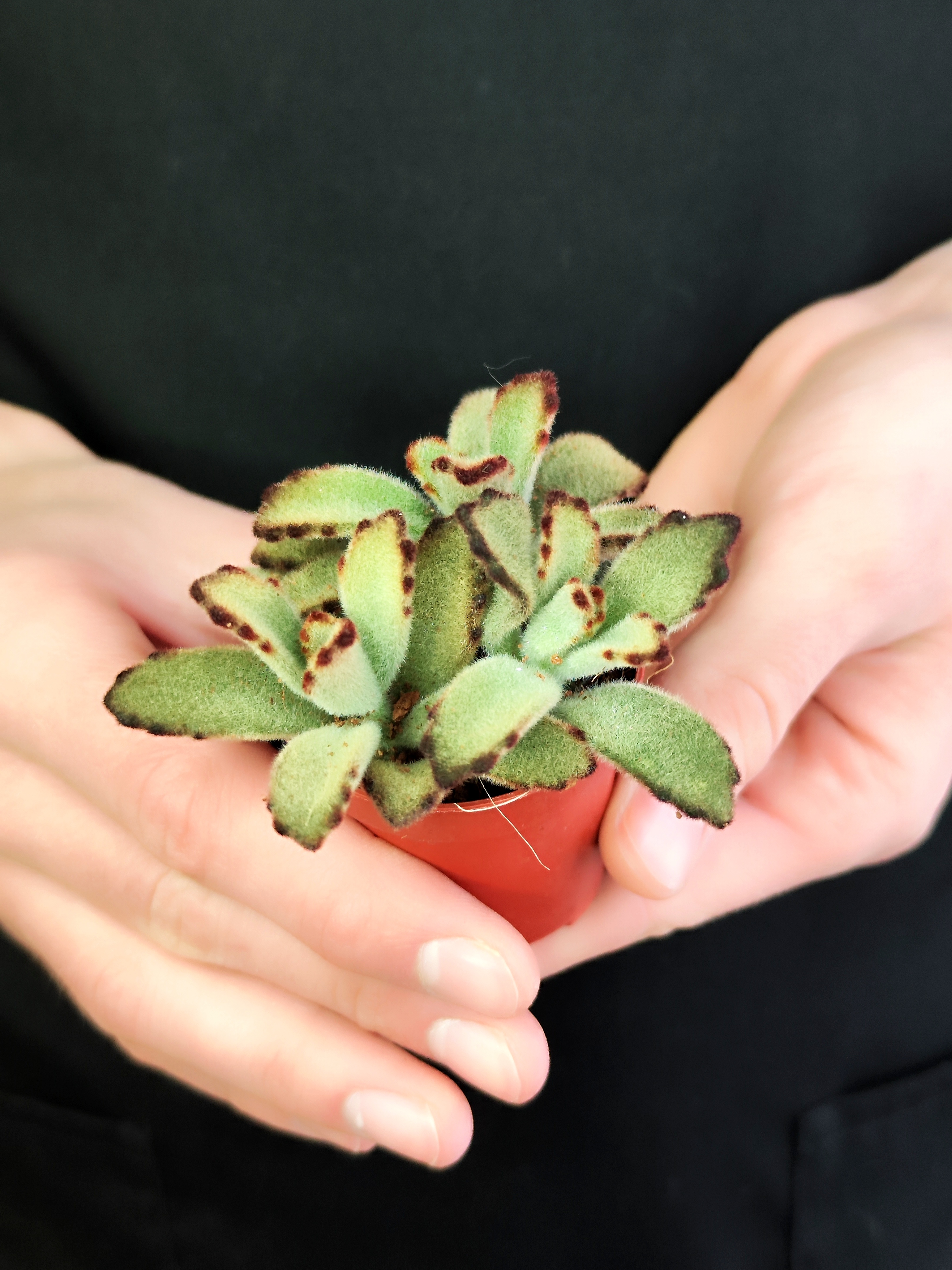 Каланхоэ Томентоза Негра (Kalanchoe Tomentosa Negra) D5см
