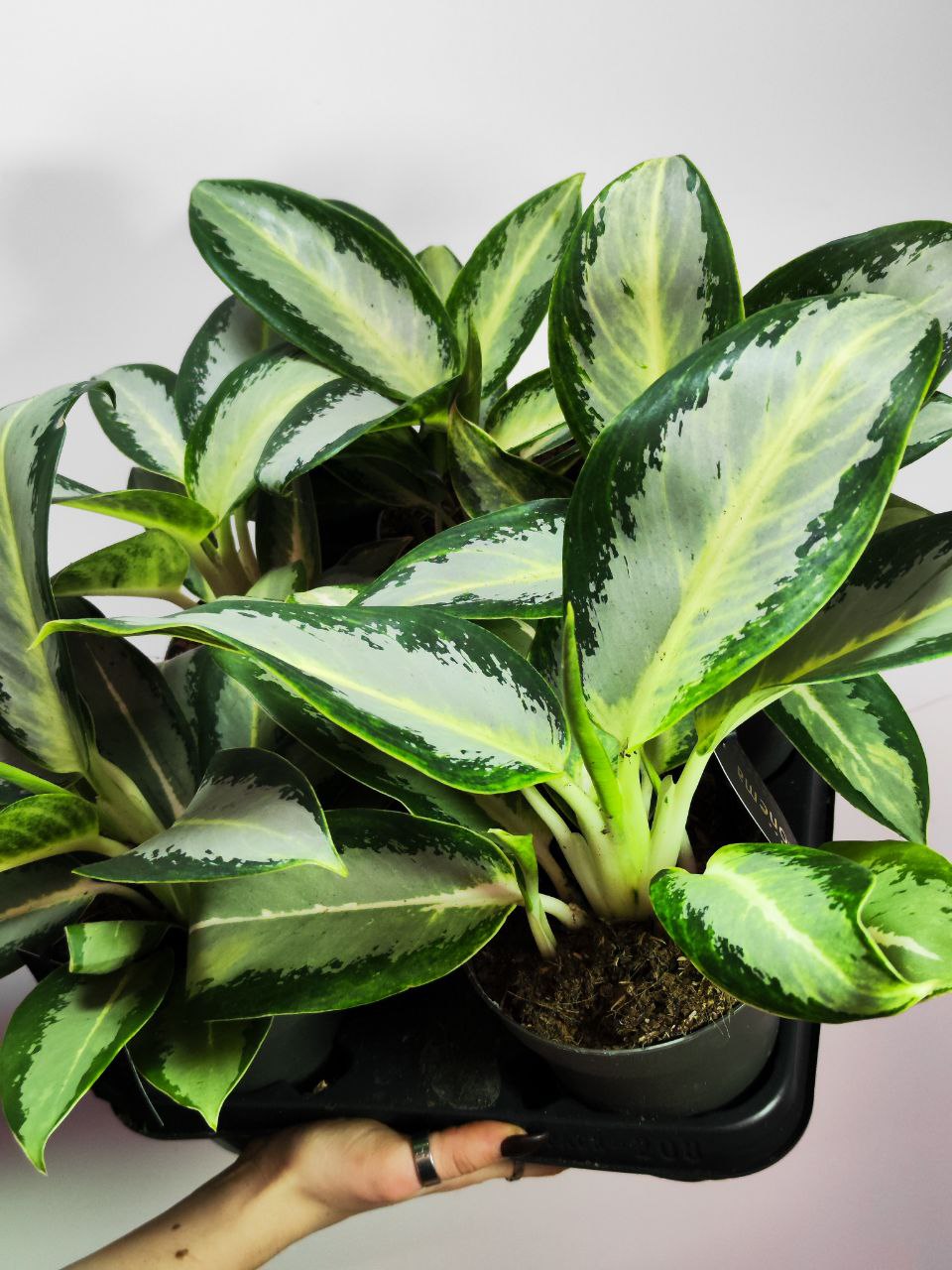 Аглаонема Сильвер Блю (Aglaonema Silver Blue) D12см