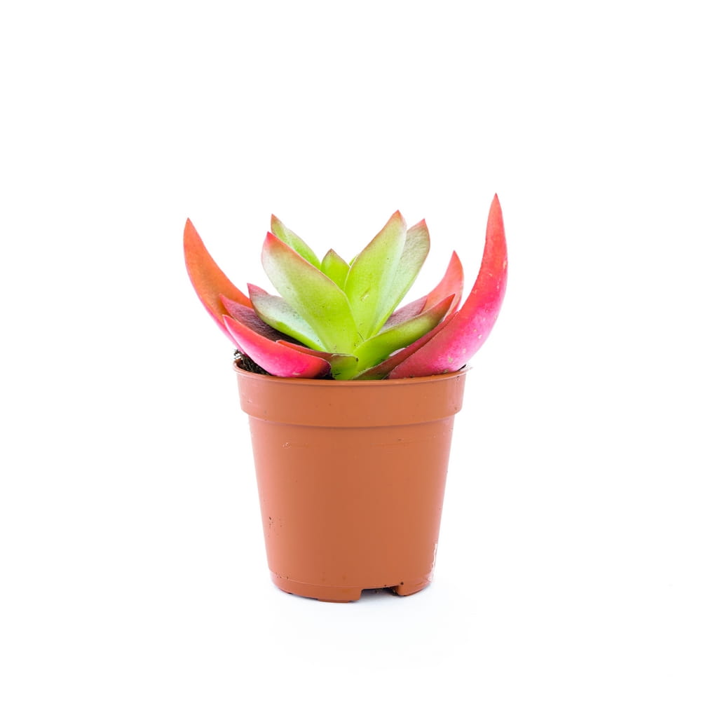 Крассула Капителла Кэмпфайер Ред (Crassula Capitella Campfire Red) D5см