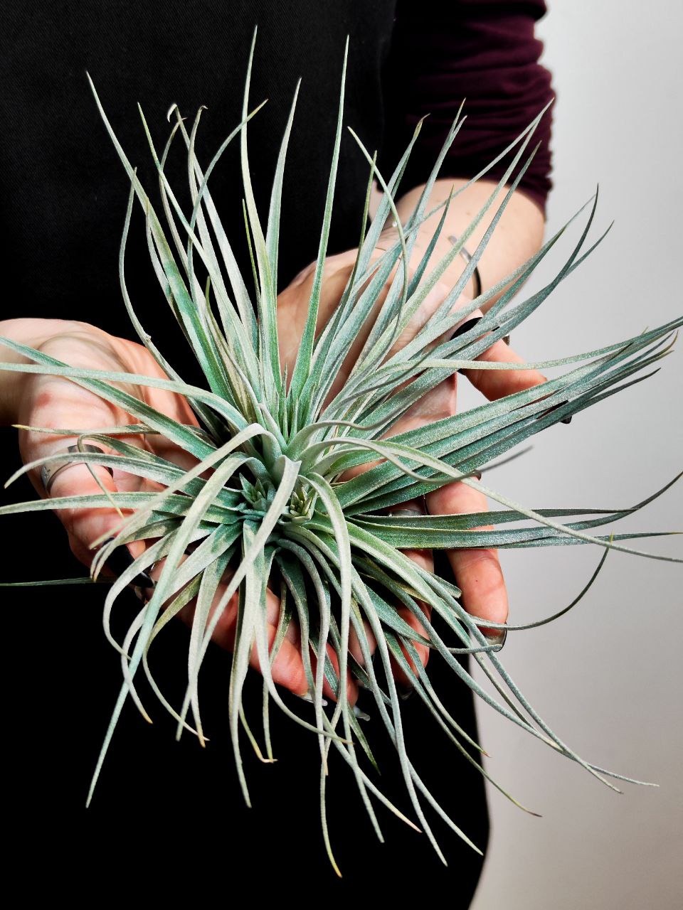 Тилландсия Сильвер XL (Tillandsia Silver XL)