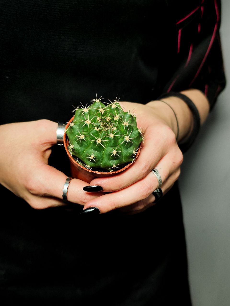 Кактус Гимнокалициум Дамси (Gymnocalycium Damsii) D5см