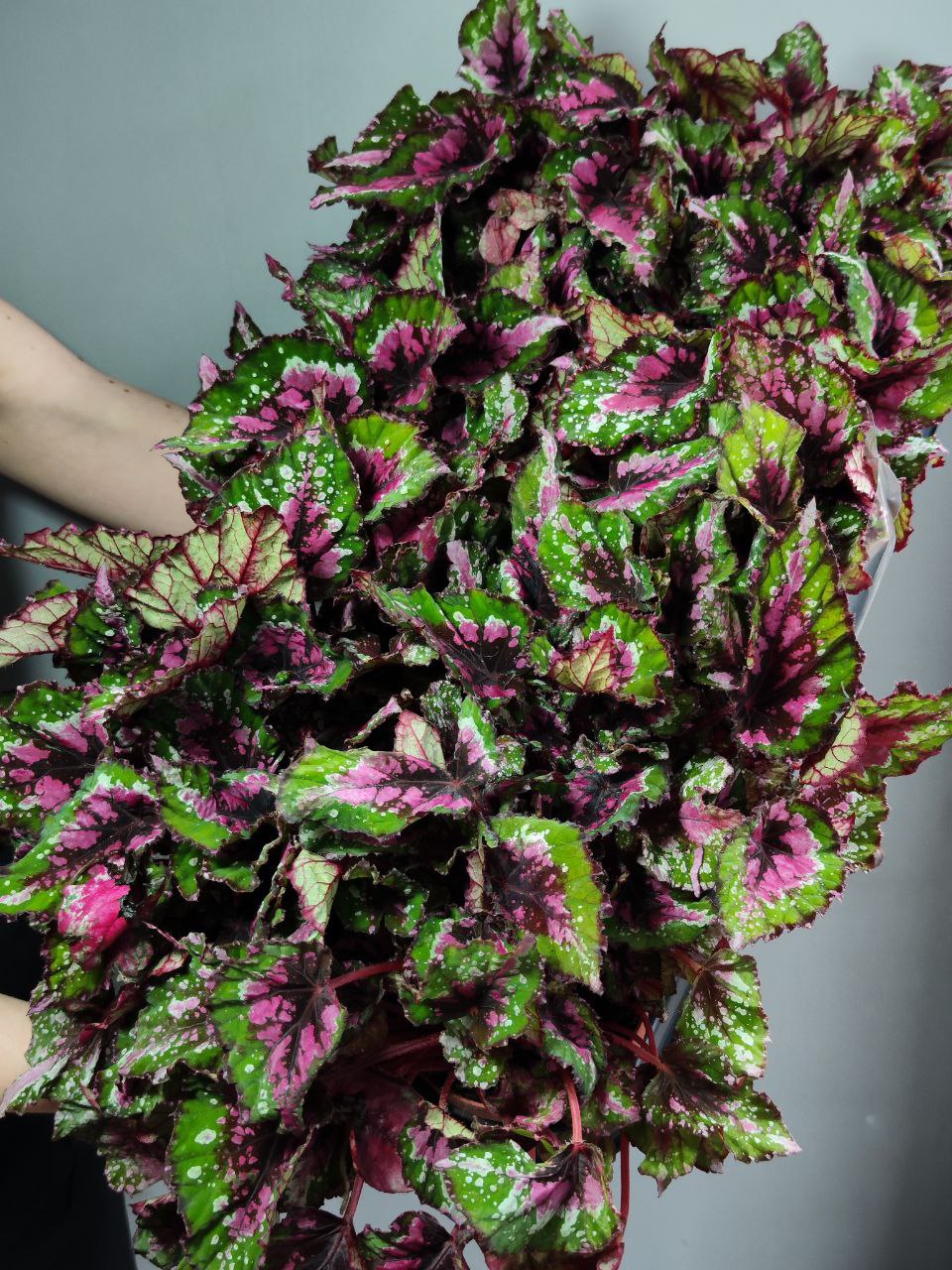 Бегония Рекс Аляска Крик (Begonia Beleaf Alaska Creek) D12см