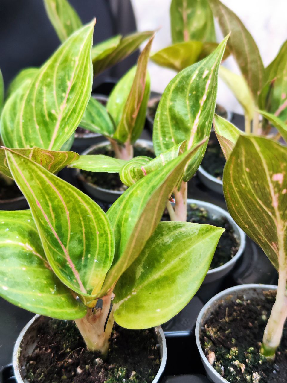 Аглаонема Красный Рубин (Aglaonema Ruby Red) D6см