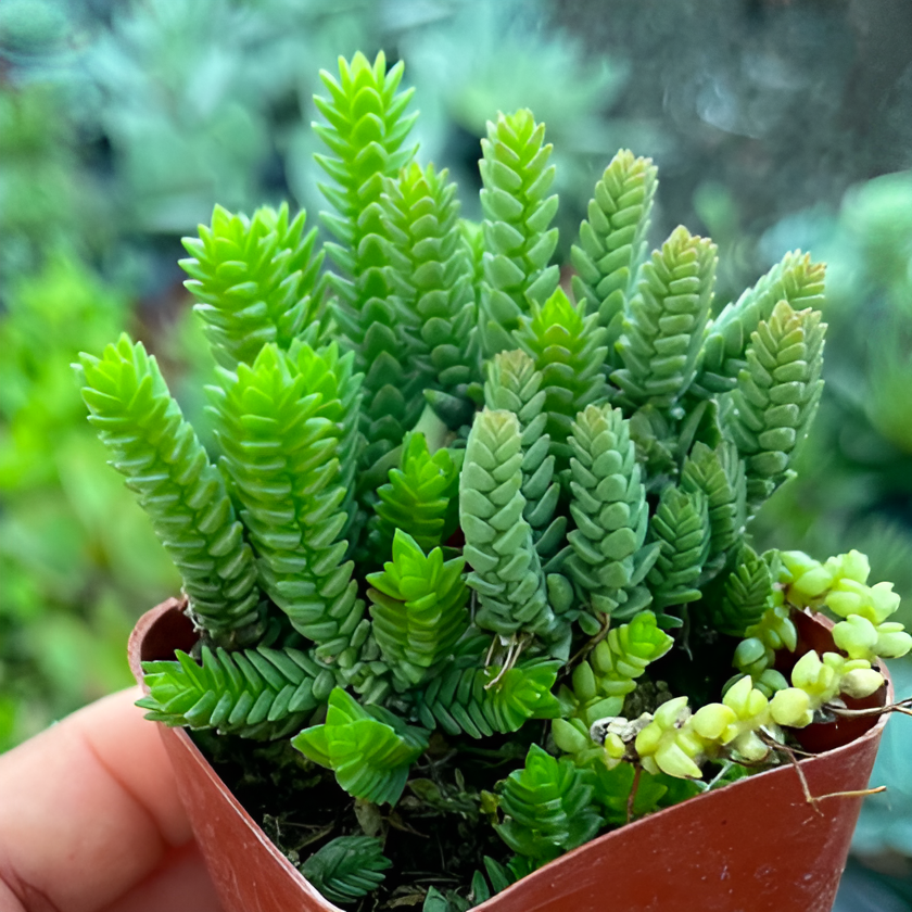 Крассула Мускоза (Crassula Muscosa) D5см