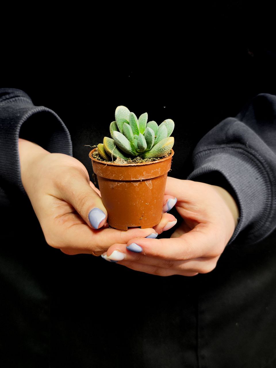 Крассула Текта (Crassula Tecta) D5см