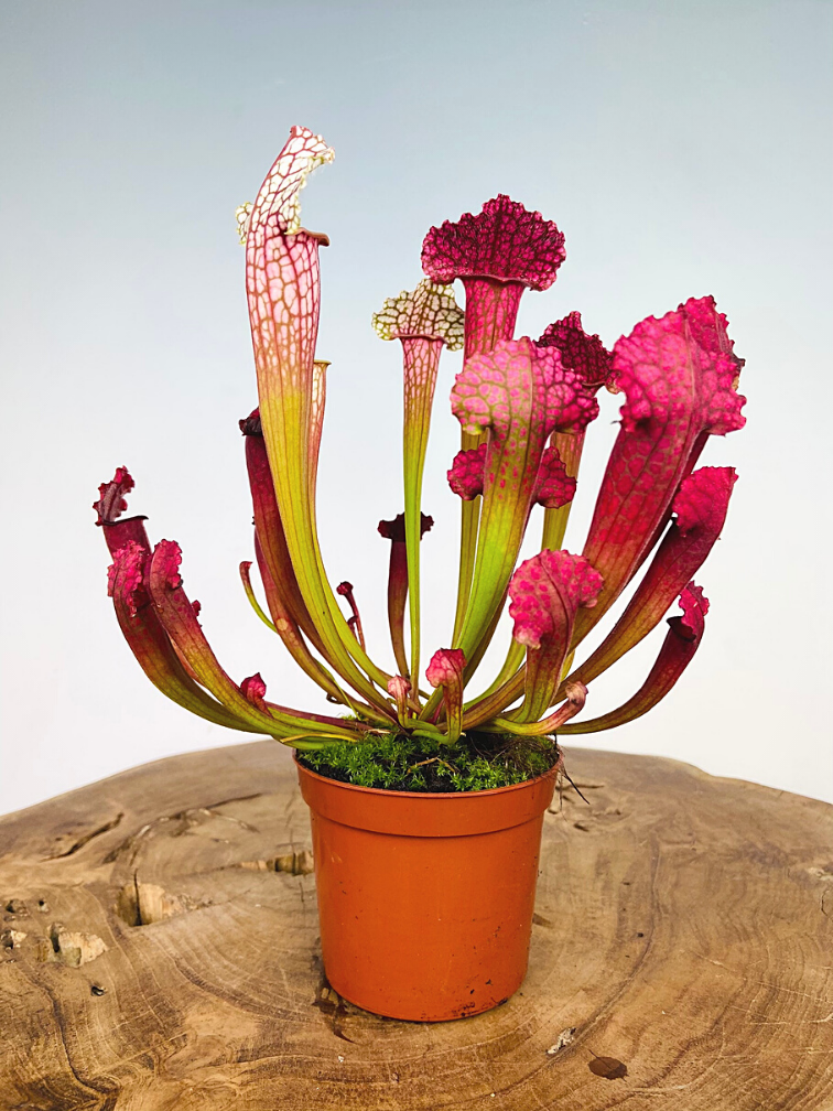 Саррацения Сопера (Sarracenia Juthatip Soper) D9см