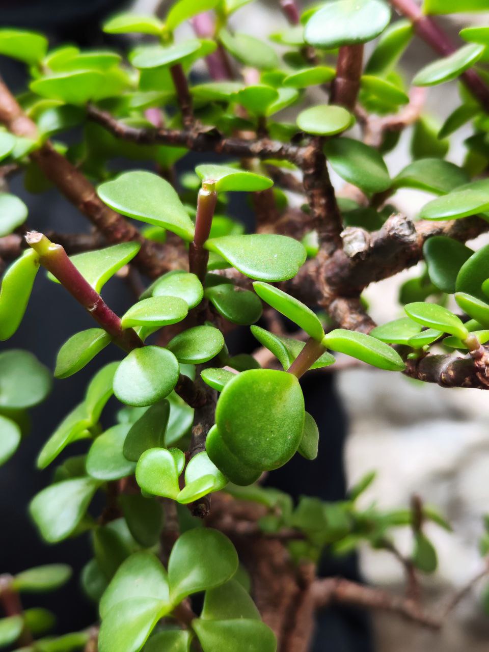 Бонсай Портулакария (Bonsai Portulacaria Afra)