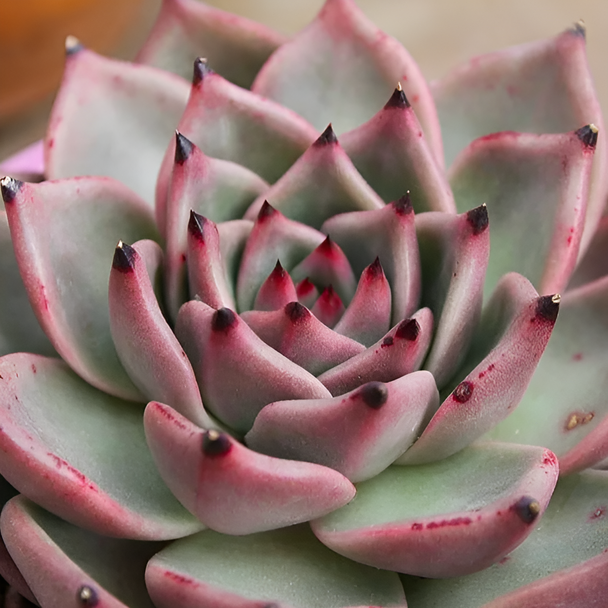 Эхеверия Агавовидес Сириус (Echeveria Agavoides Sirius) D6,5см