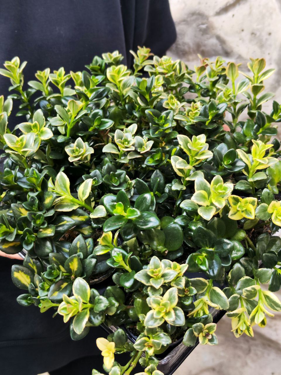 Нематантус Вариегатный, или Золотая Рыбка (Nematanthus Variegated) D6см