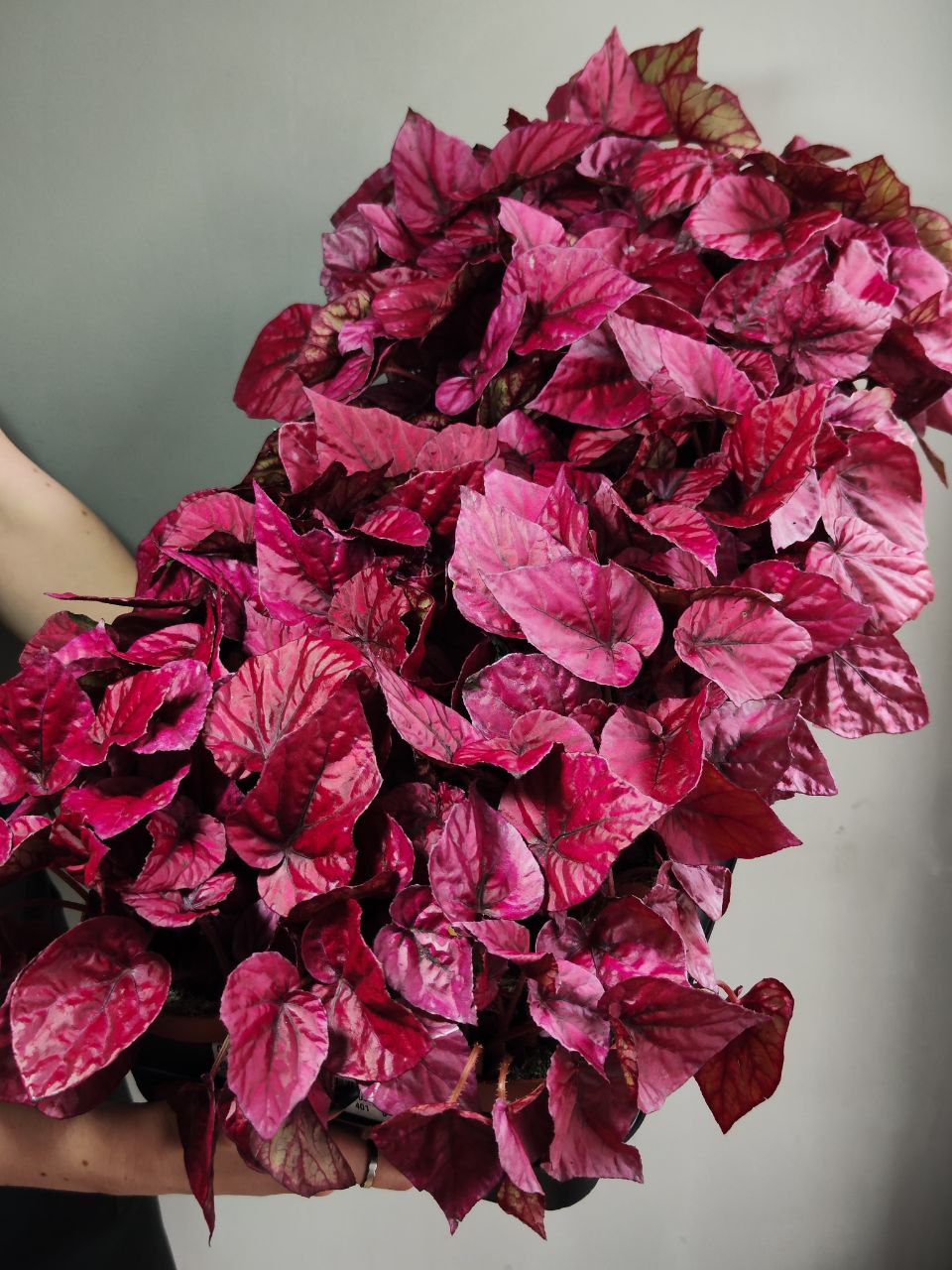 Бегония Рекс Инка Флейм (Begonia Rex Inca Flame) D12см