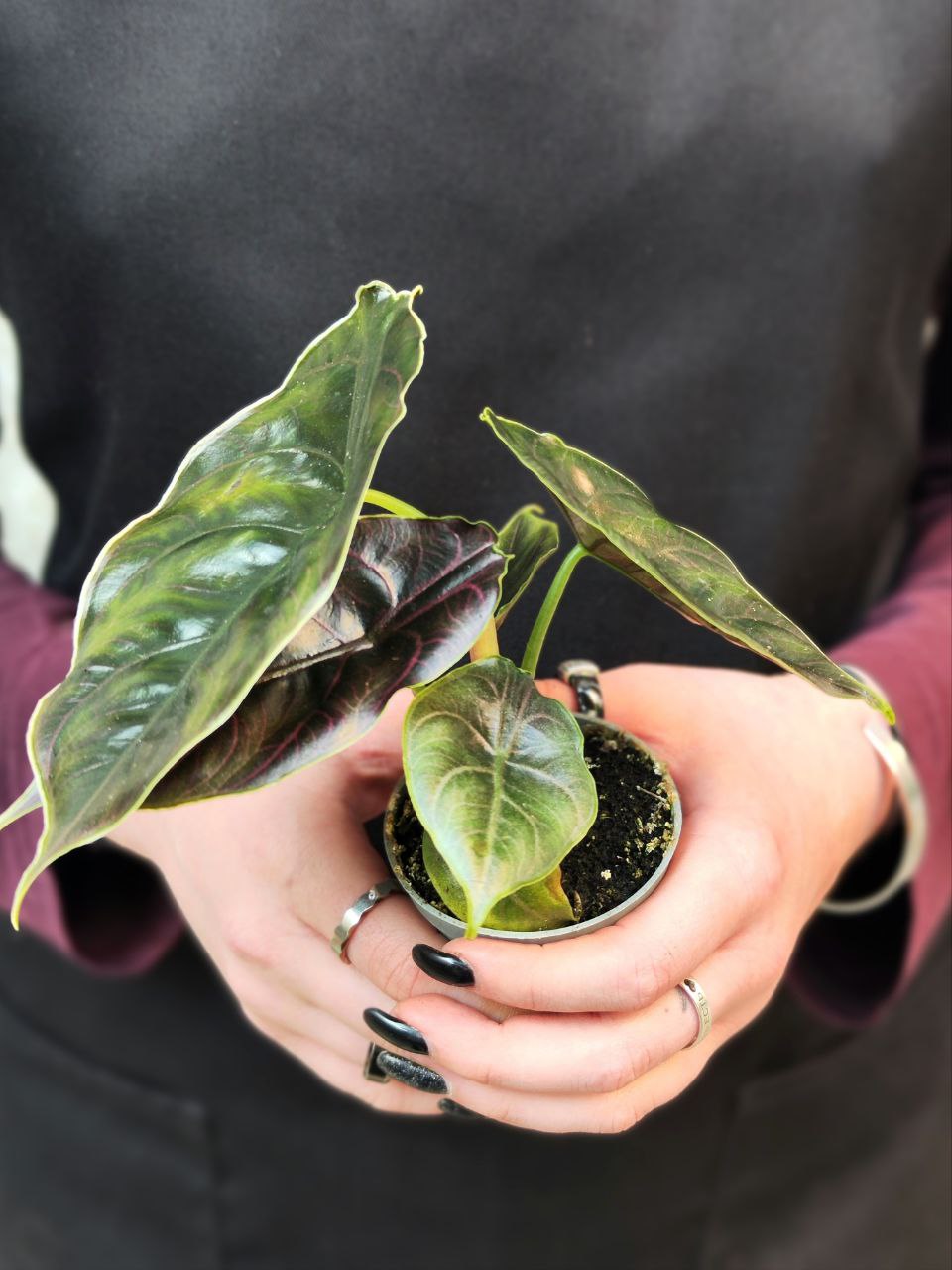 Алоказия Азлани (Alocasia Azlanii) D6см