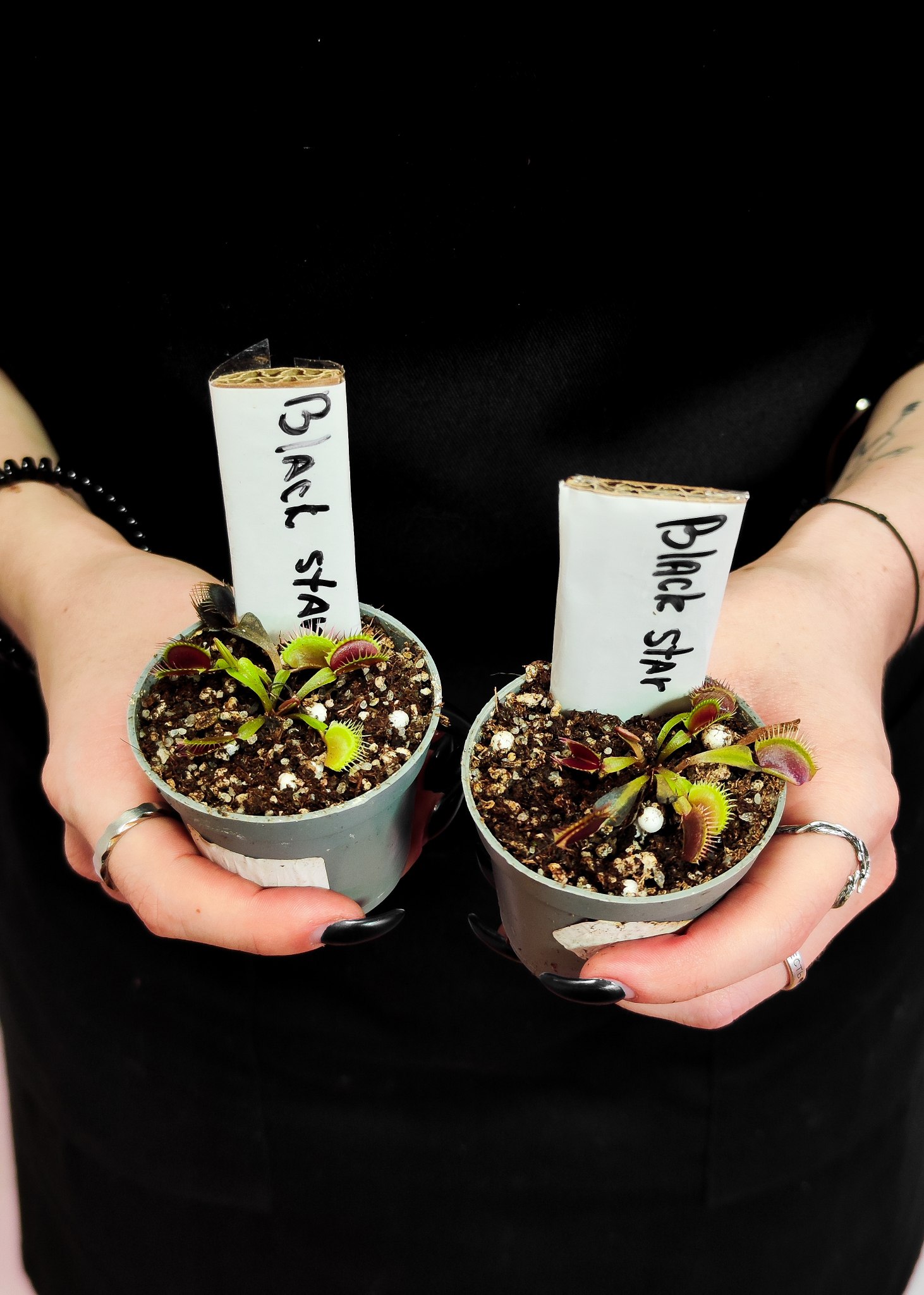 Дионея Блэк Стар (Dionaea Muscipula "Black Star") D5см
