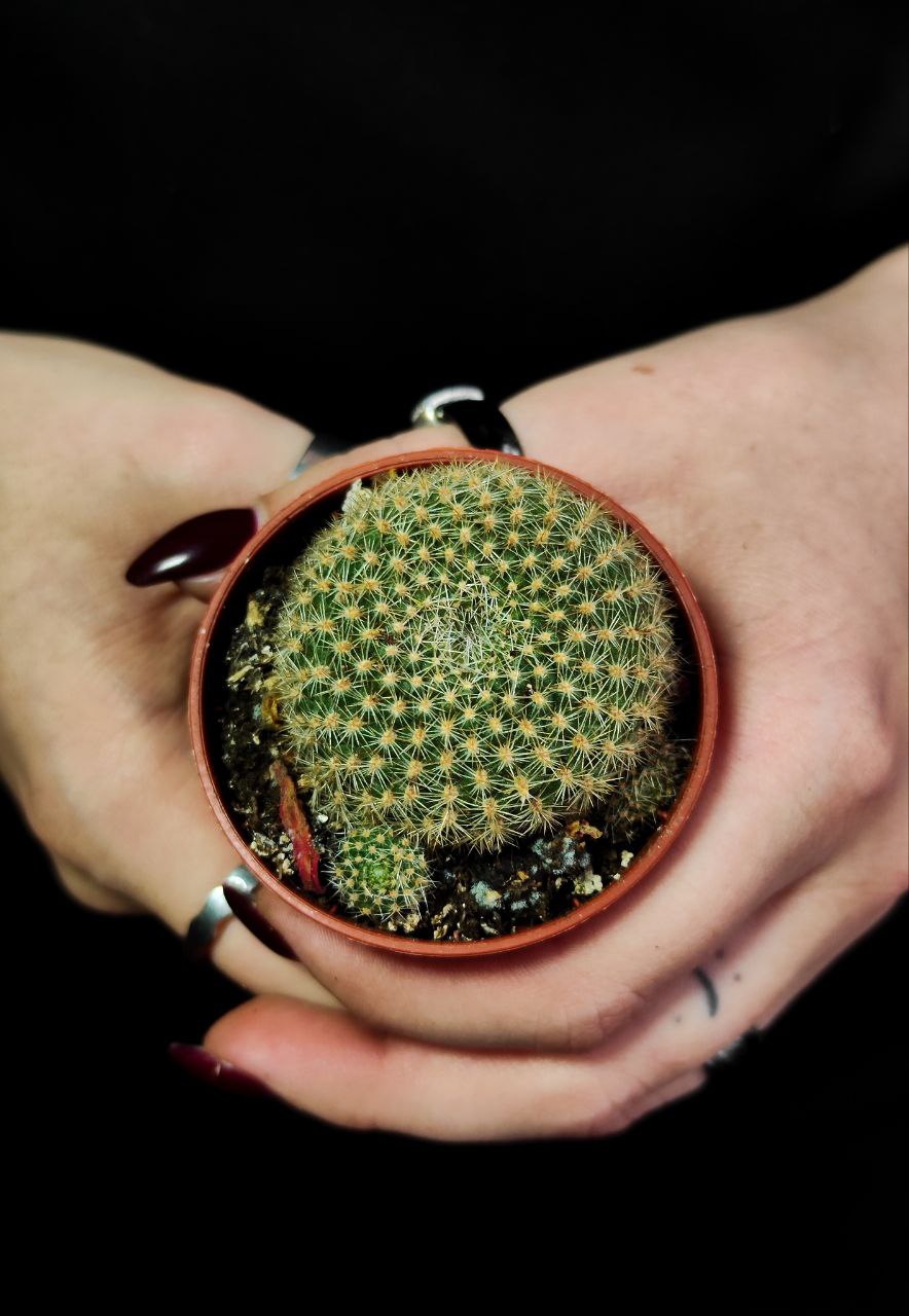 Кактус Ребуция Краинциана, Красная (Rebutia Krainziana) D5см