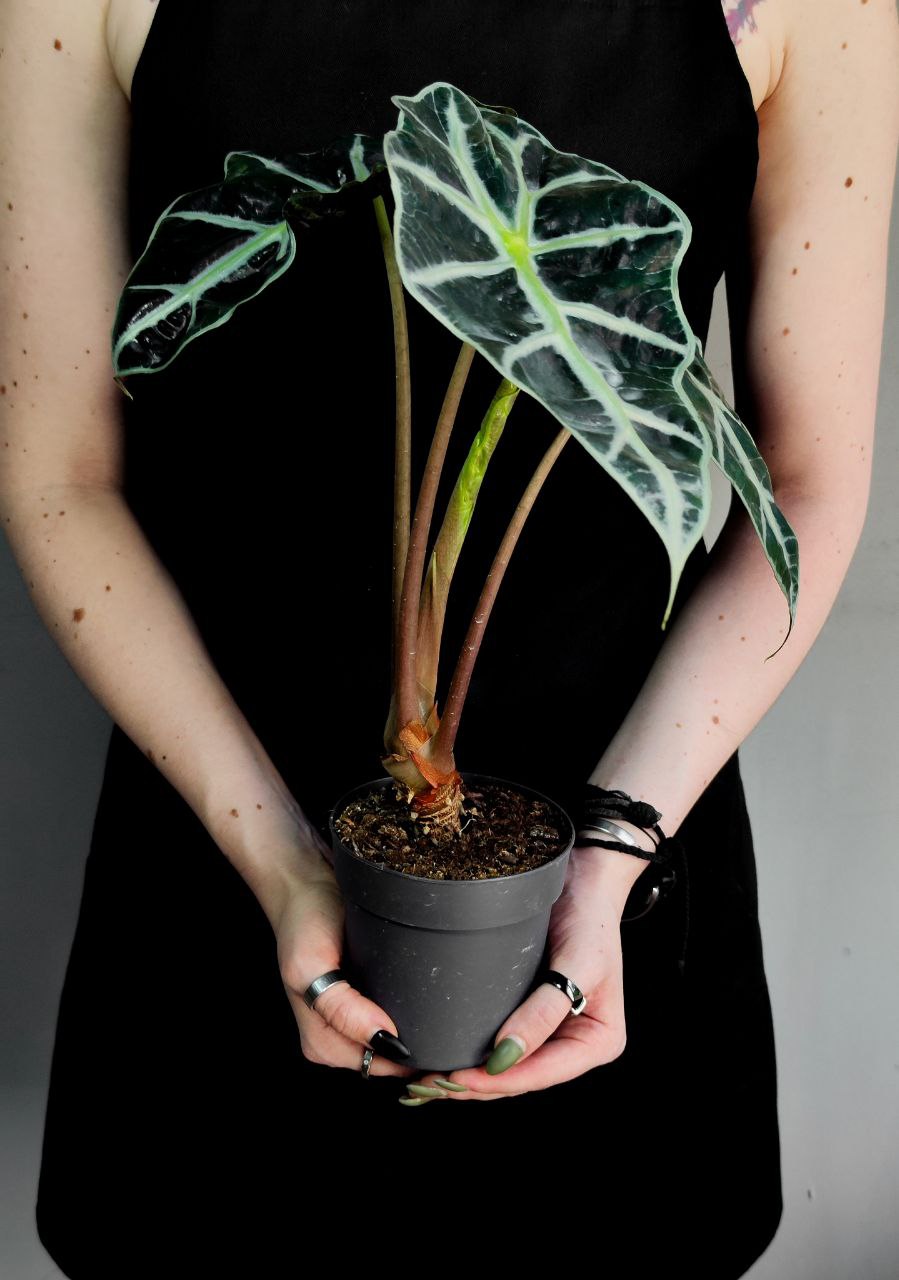 Алоказия Амазоника Дворф (Alocasia Amazonica Dwarf) D11см