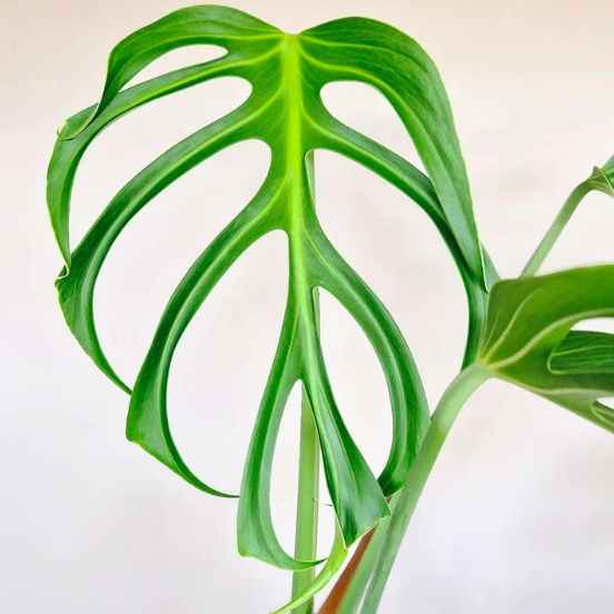 Монстера Бурле Маркс Флэйм (Monstera Burle Marx Flame) D6см