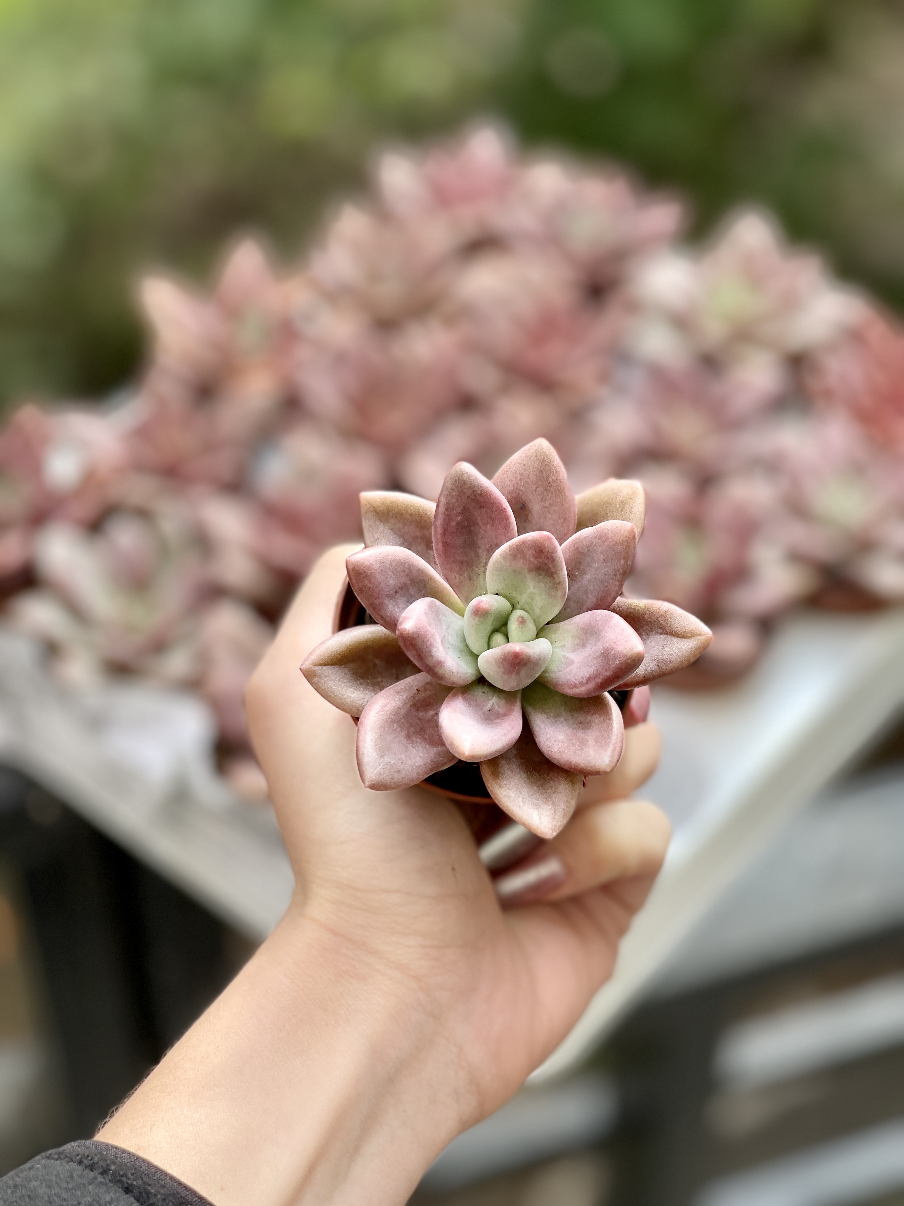 Граптоверия Рози Кроу (Graptoveria Rosie Crow) D5см