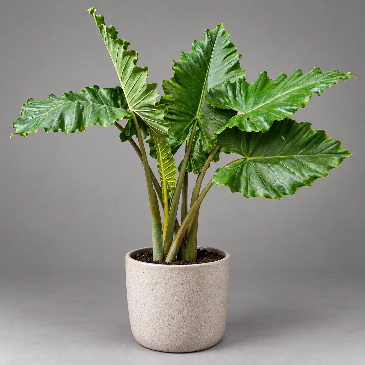 Алоказия Портора, или Портодора (Alocasia Portora) D6см