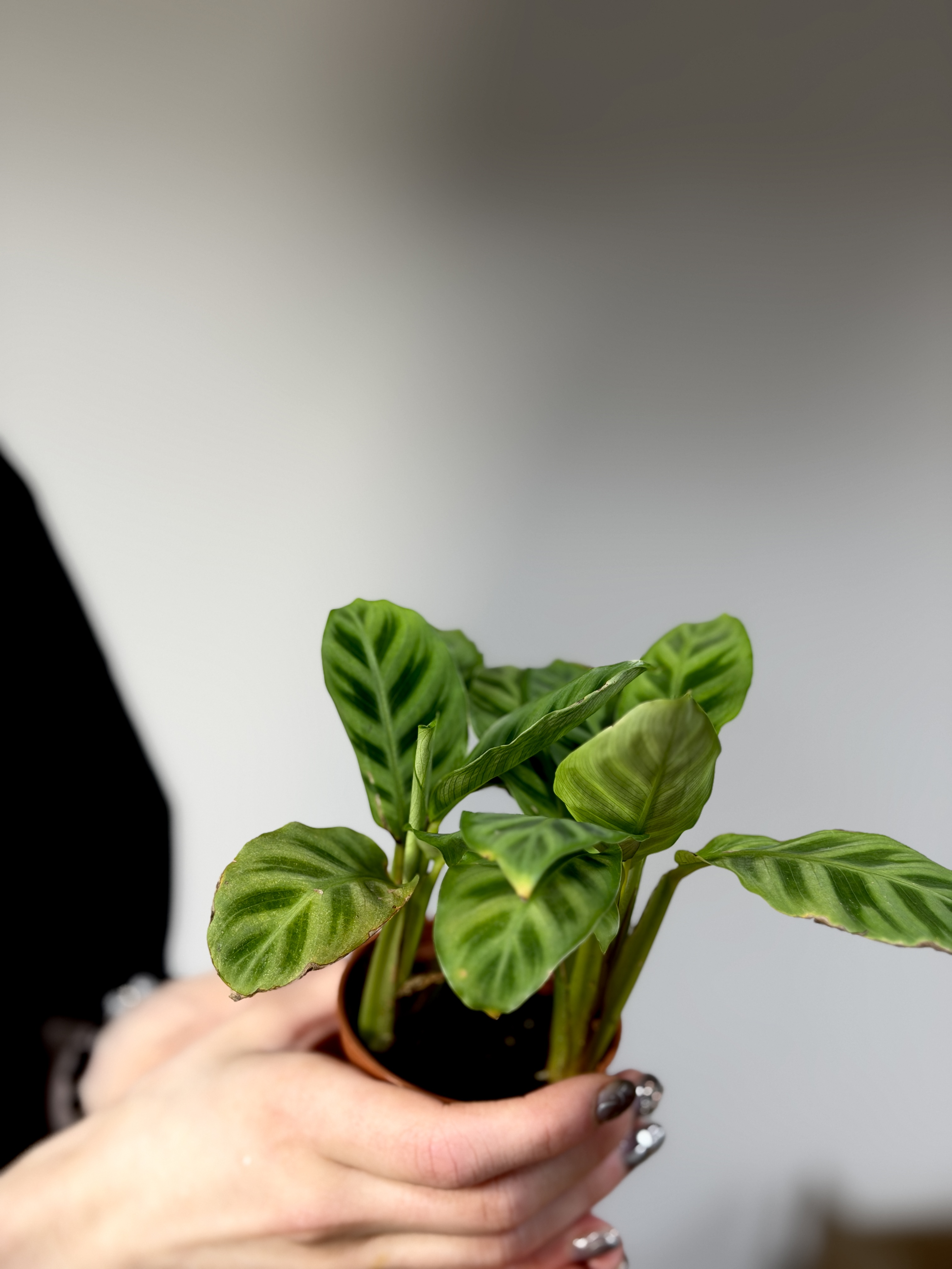Калатея Зебрина (Calathea Zebrina) D7см