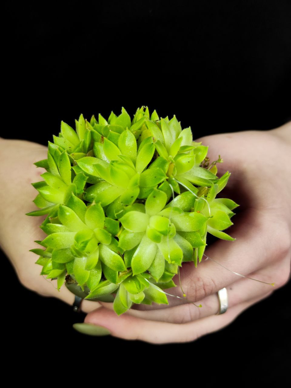 Семпервивум Грин, или Молодило Зеленое (Sempervivum Green) D5см