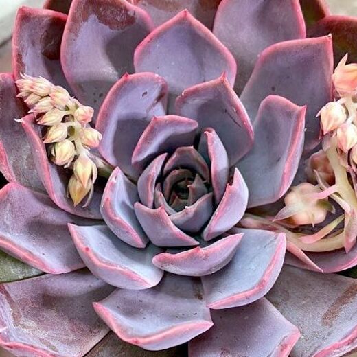 Эхеверия Саммер (Echeveria Summer) D8,5см