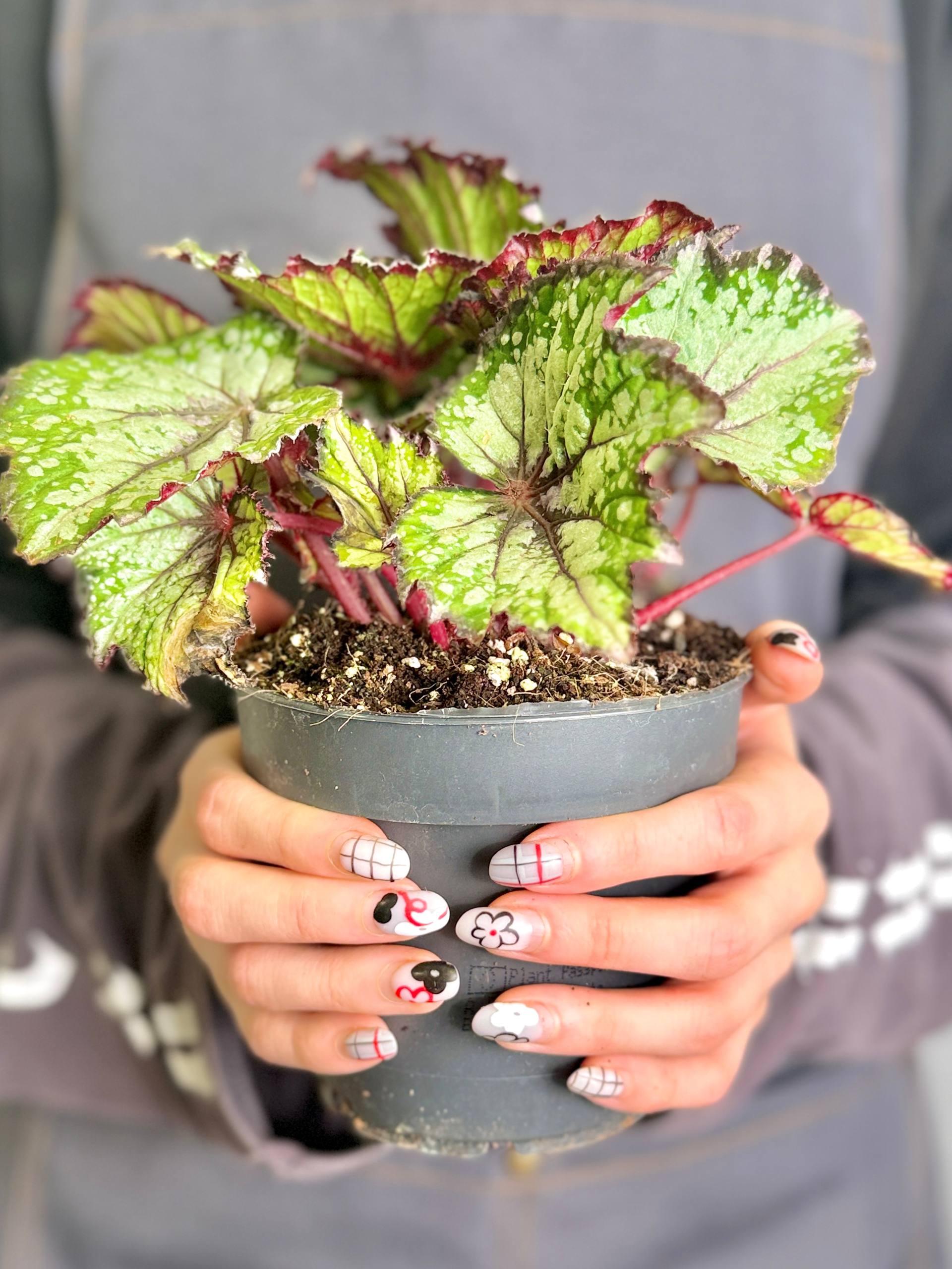 Бегония Рекс Бостелла (Begonia Rex Bostella) D12см