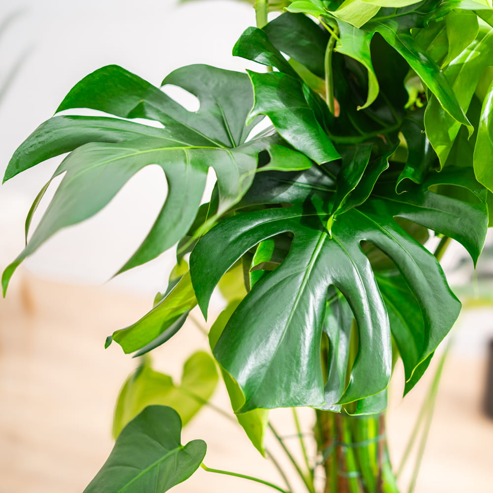 Монстера Деликатесная, или Монстера Делициоза (Monstera Deliciosa) D6см