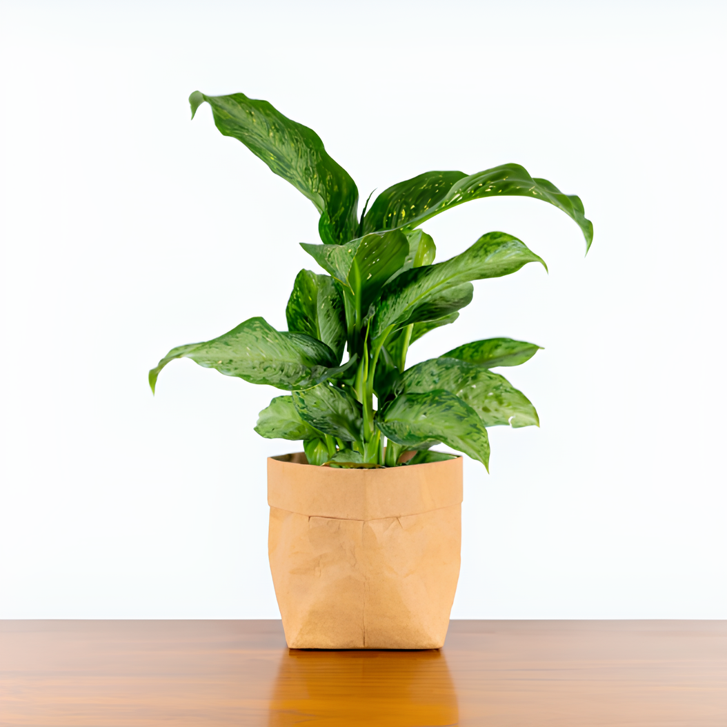 Диффенбахия Сноу (Dieffenbachia Snow) D6см