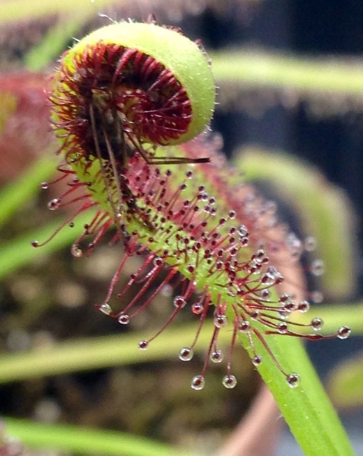 Семена Росянки Капской широколистной (Drosera Capensis Broad Leaf) 25 шт