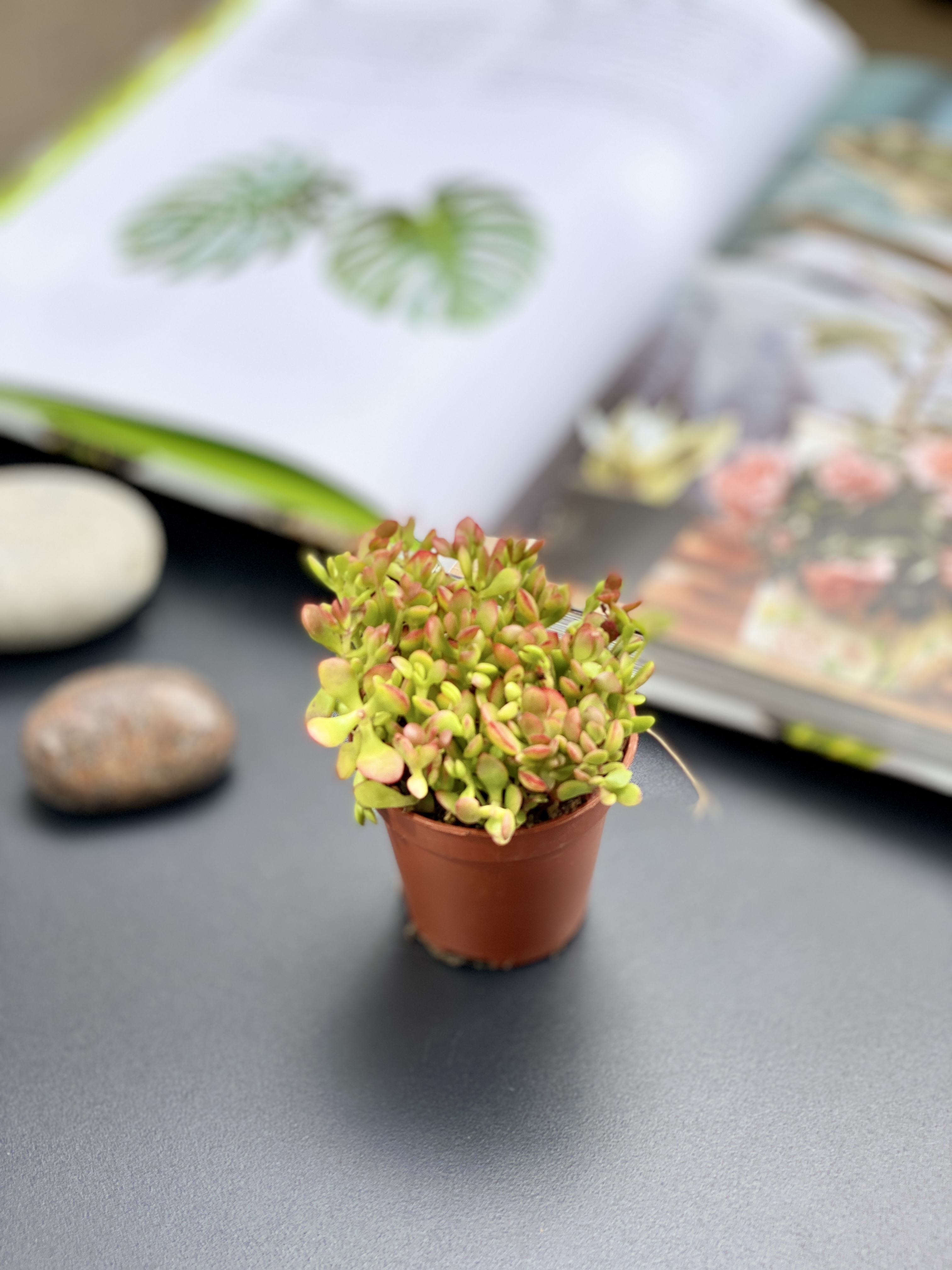 Крассула Радиканс (Crassula Radicans) D5см