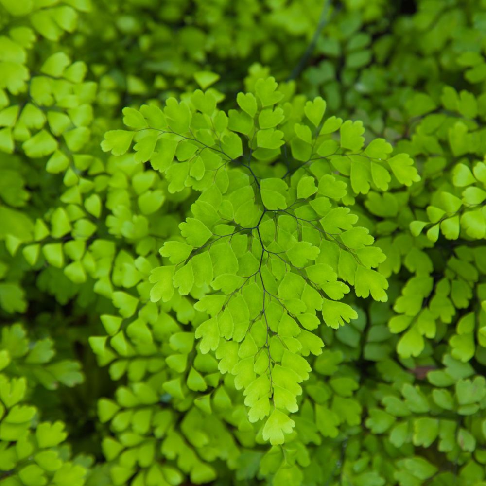 Адиантум Фрагранс, или Курчавый Папоротник (Adiantum Fragrans) D12см