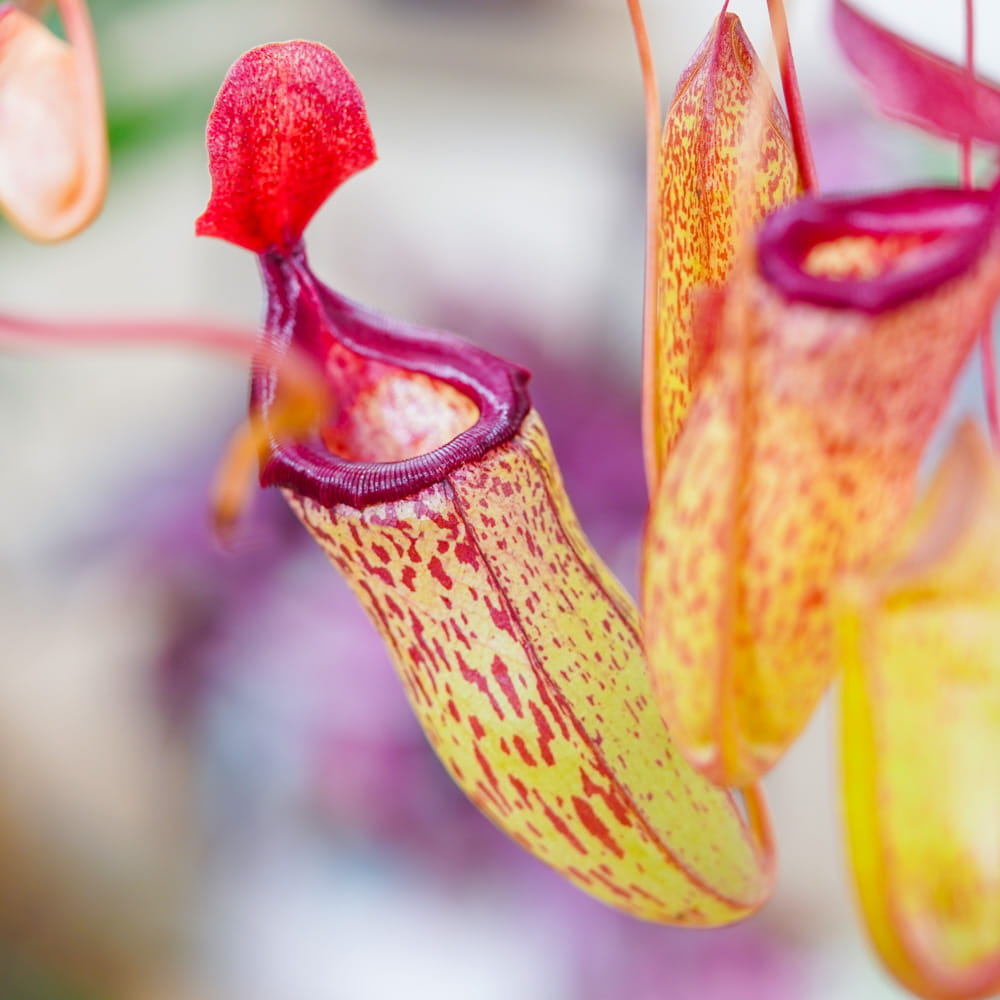 Непентес Сэм (Nepenthes Sam) D14см