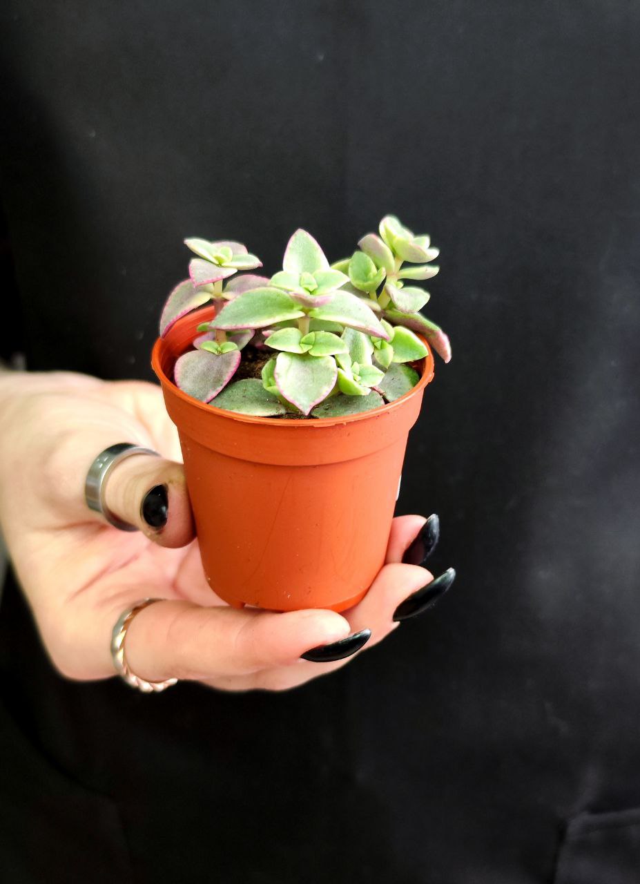 Крассула Маргиналис (Crassula Marginalis) D5см