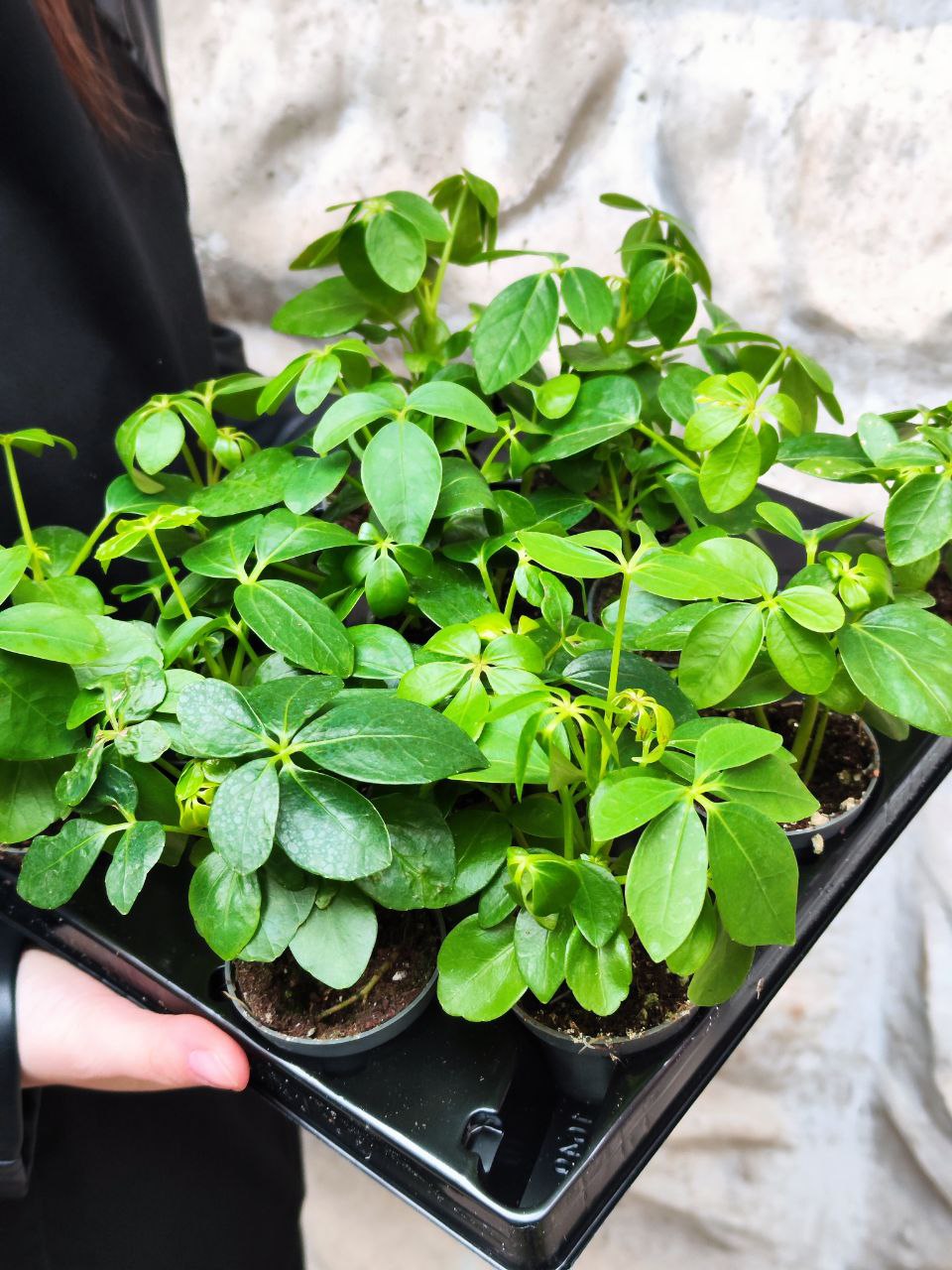 Шеффлера Древовидная Арборикола (Schefflera Arboricola) D6см