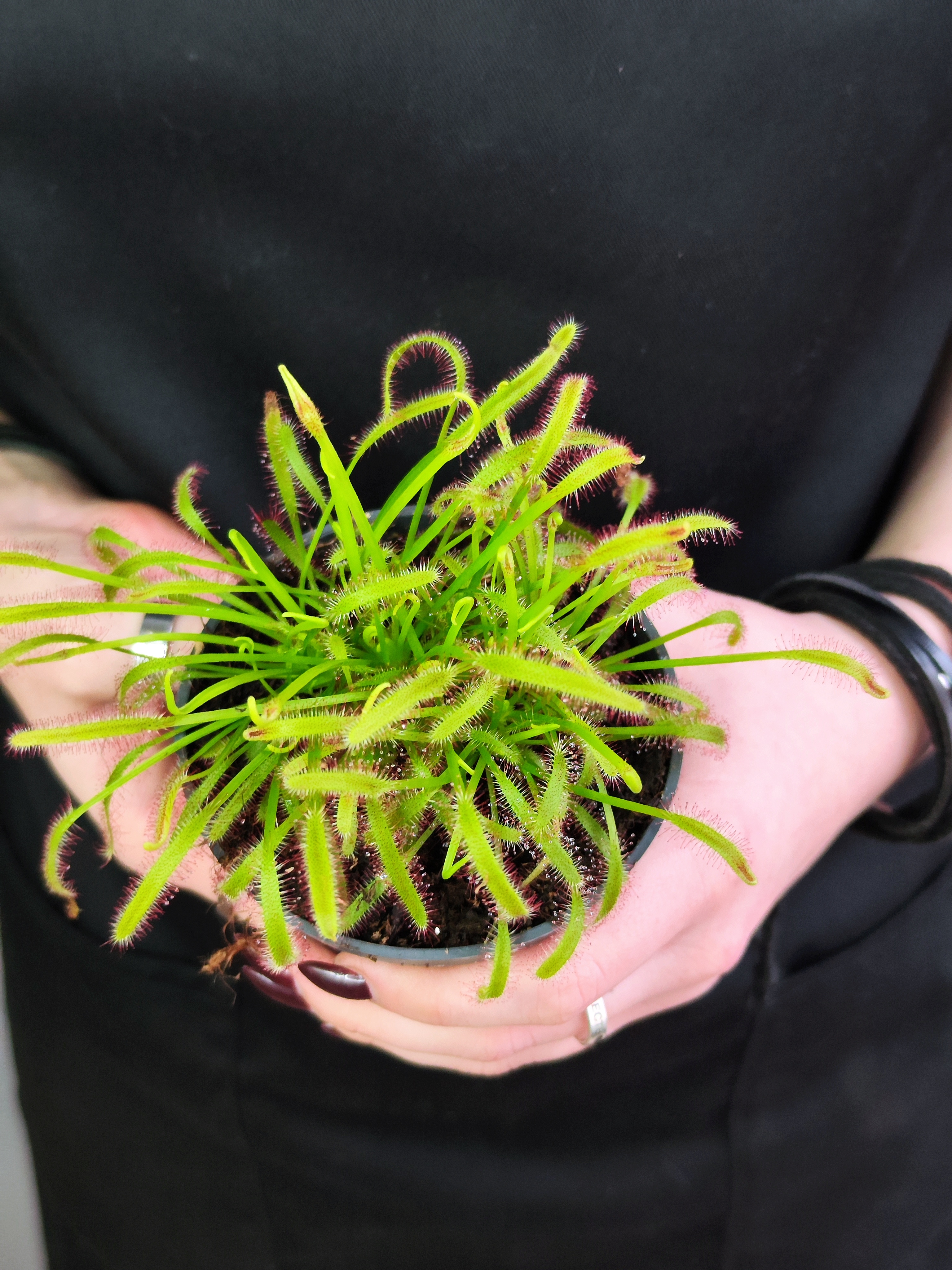 Росянка Капская (Drosera Capensis) D9см