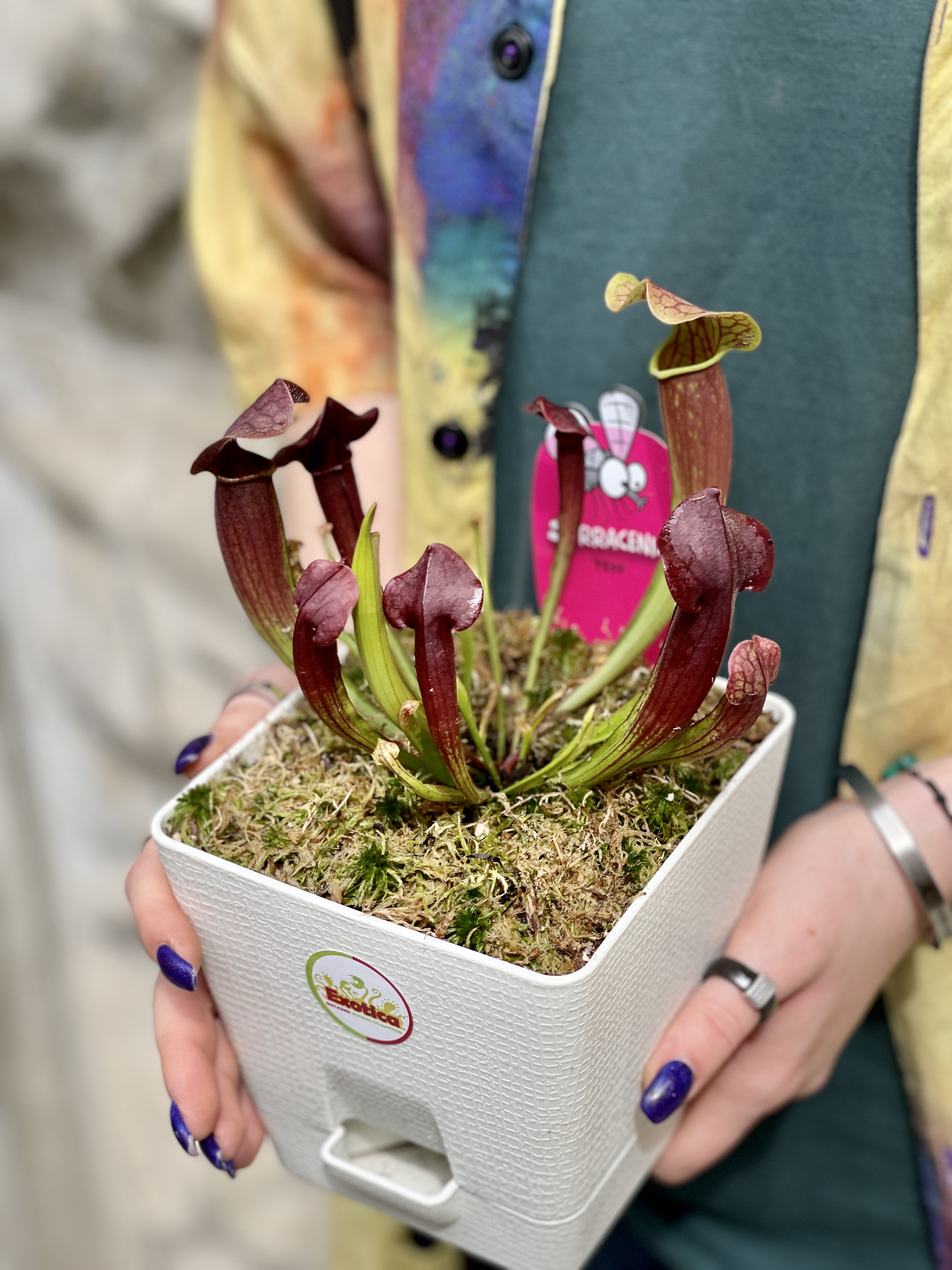 Саррацения Тесс (Sarracenia Tess) пересаженная D12см