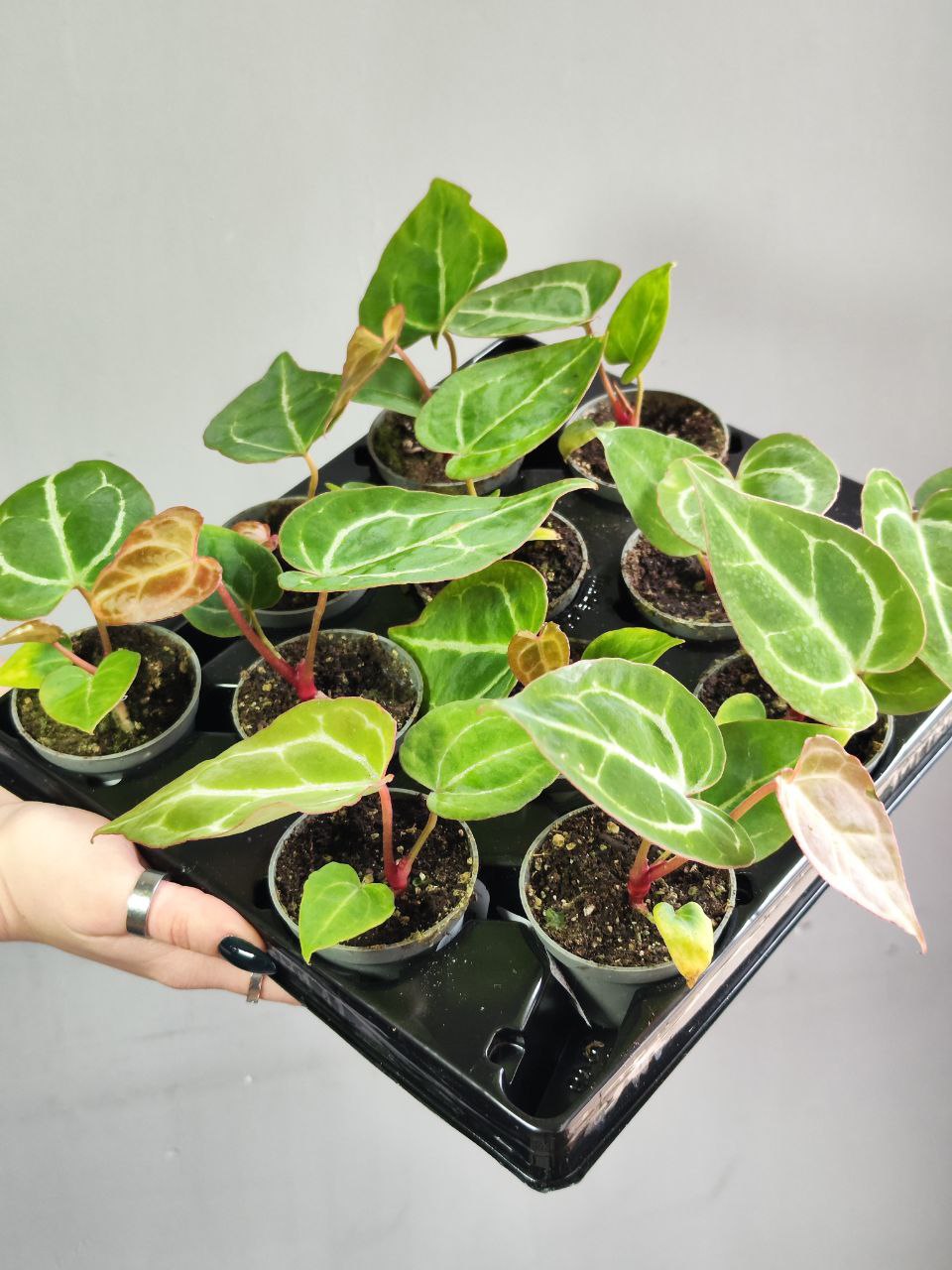 Антуриум Хрустальный, или Кристаллинум (Anthurium Crystallinum) D6см