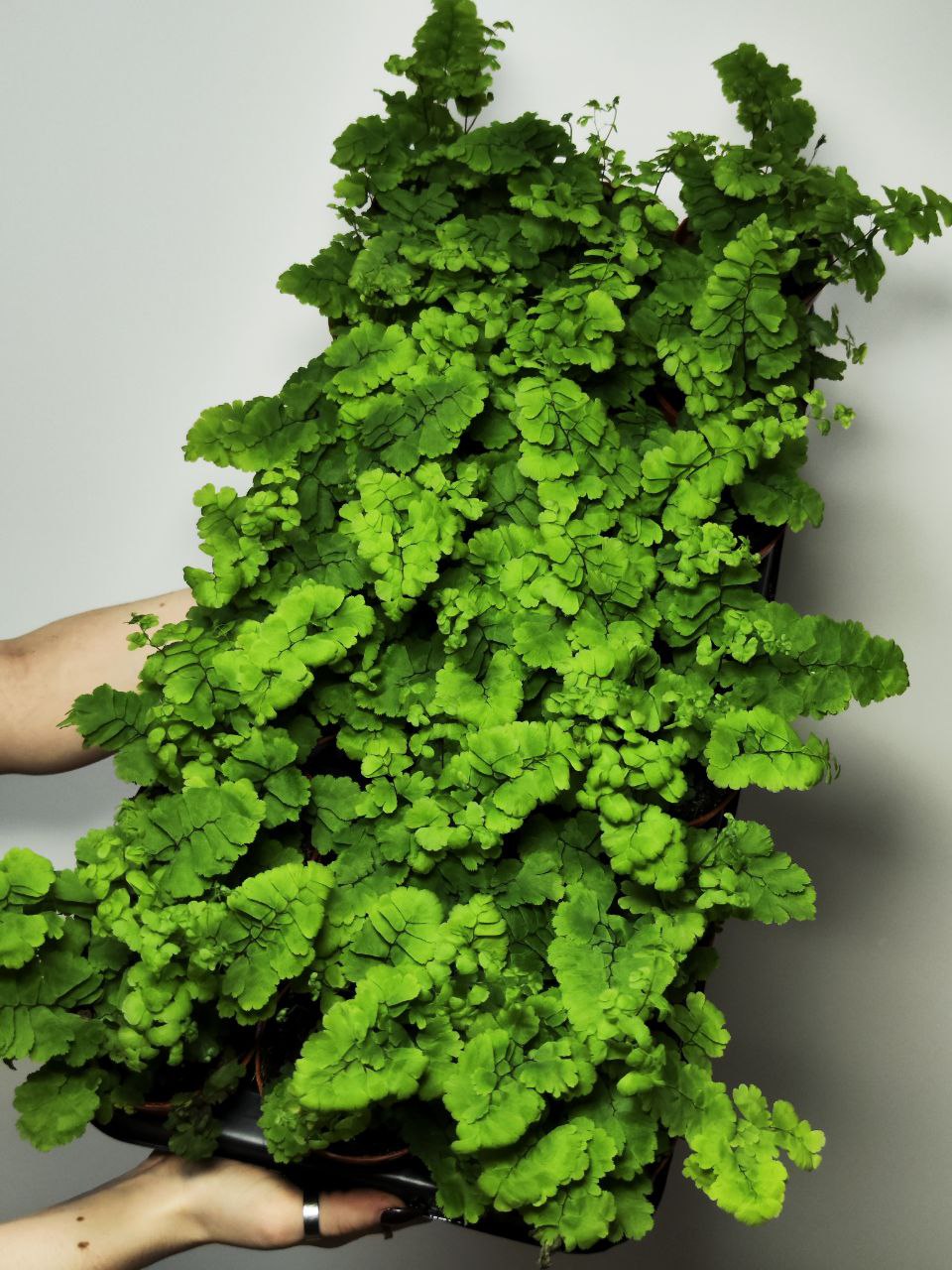 Адиантум Леди Женева (Adiantum Lady Geneva) D8,5см