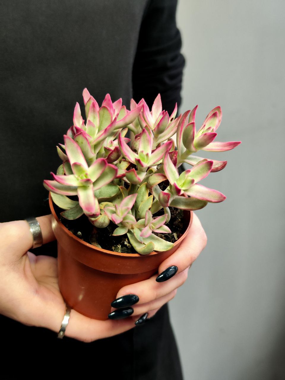 Крассула Рубрикаулис (Crassula Rubricaulis) D8,5см