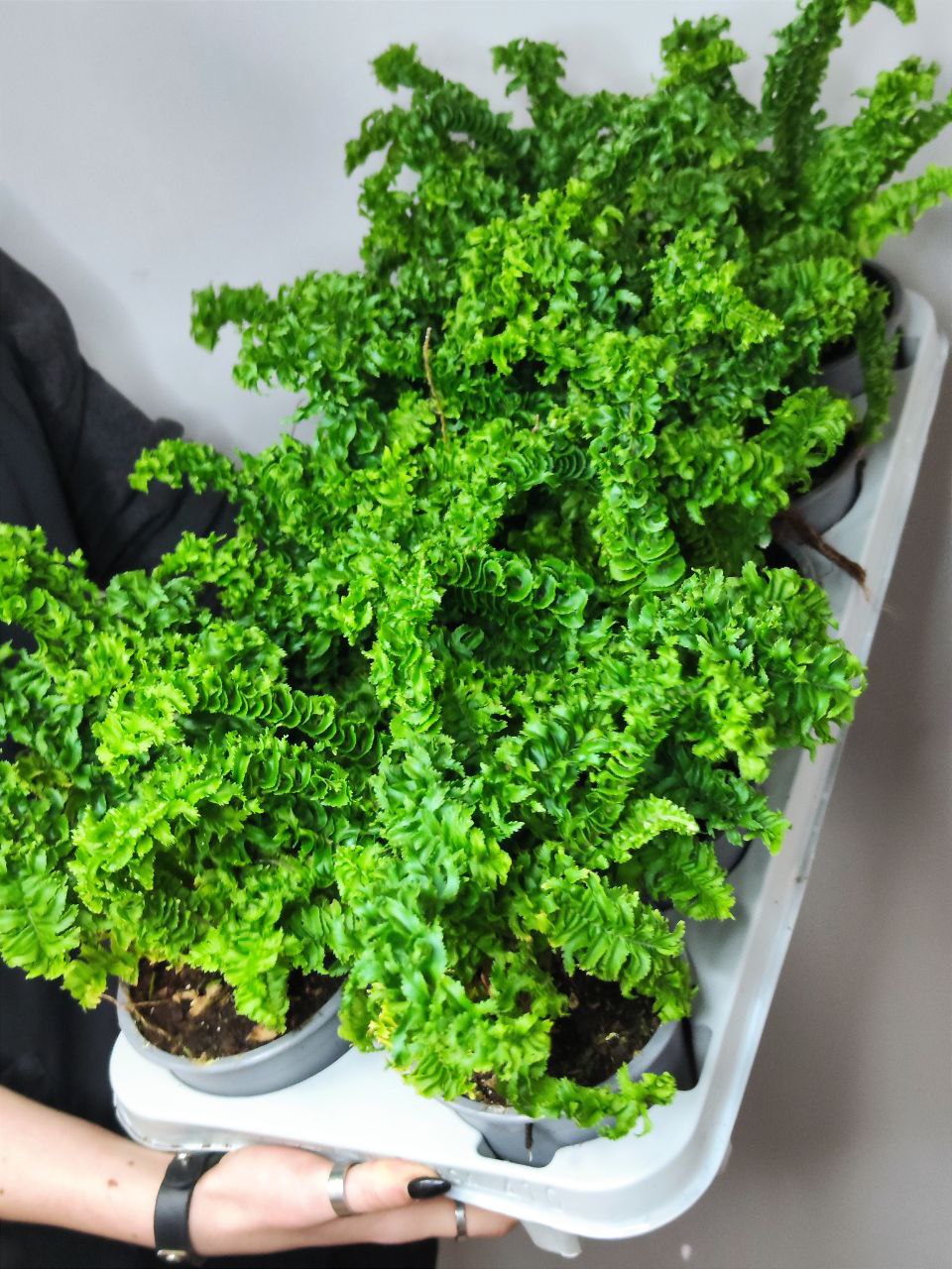 Нефролепис Эмина (Nephrolepis Exaltata Emina) D11cm