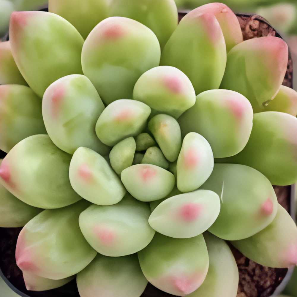 Пахиверия Глаука (Pachyveria Glauca) D5см