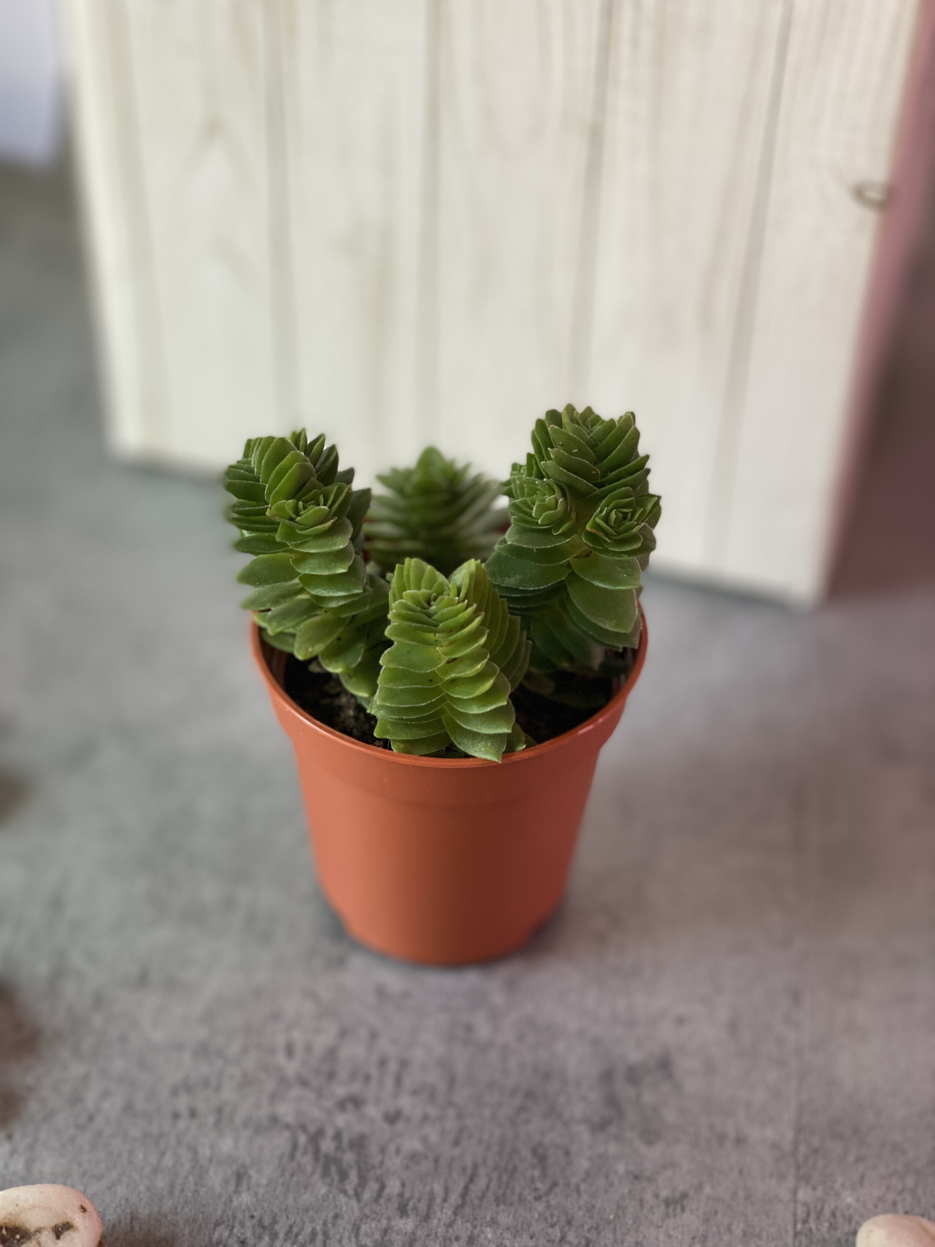Крассула Эстагнол (Crassula Estagnol) D5см