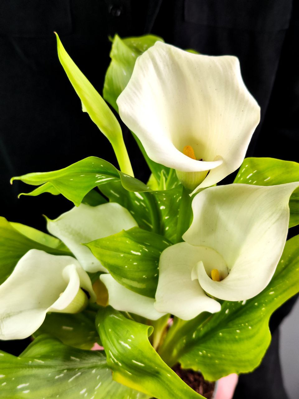 Зантедеския Белая (Zantedeschia White) D12см