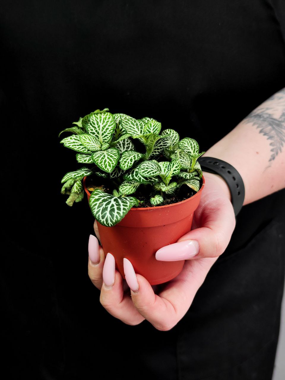 Фиттония Мозаик Спрингтайм (Fittonia Mosaic Springtime) D8,5см