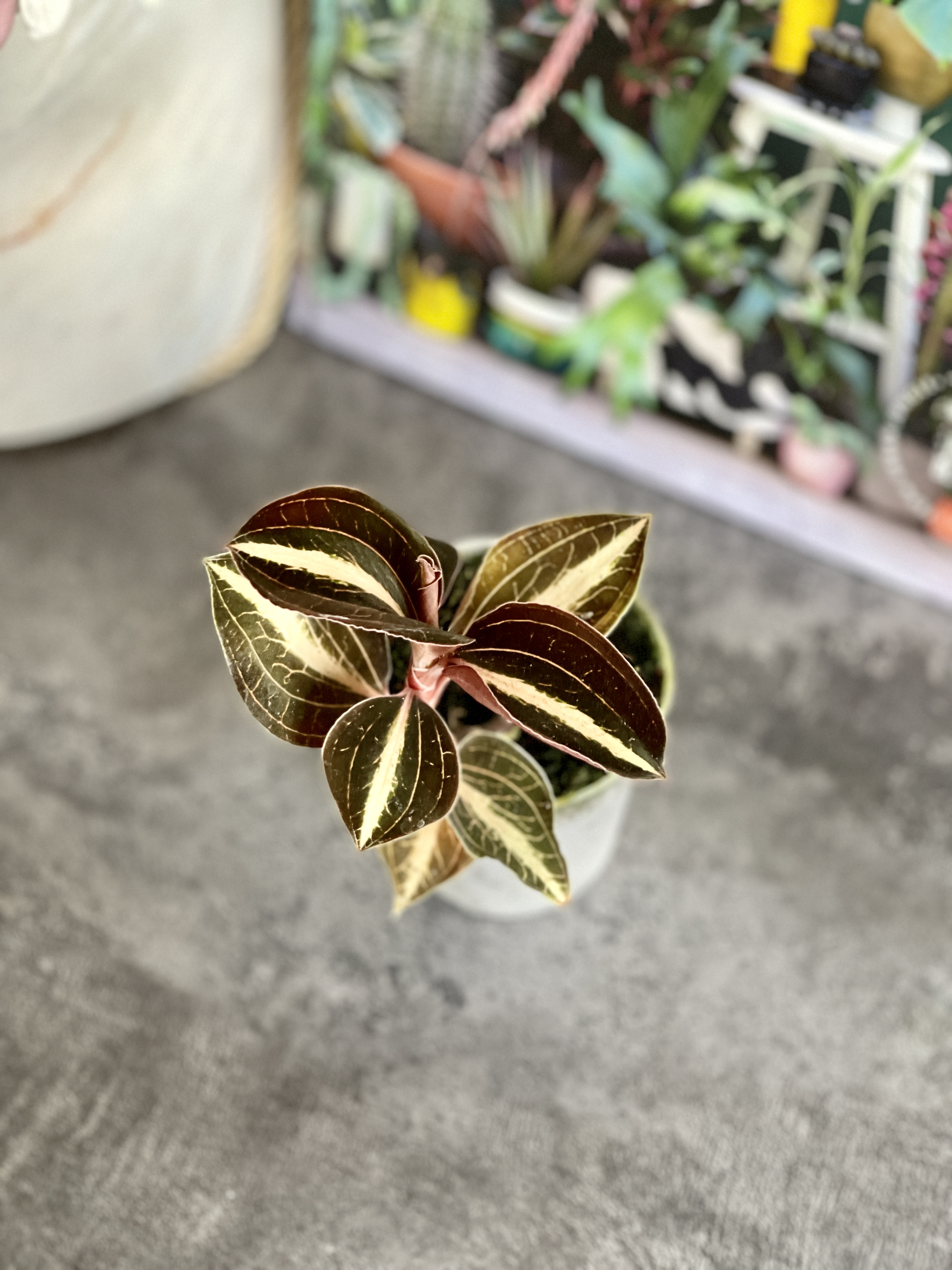 Орхидея Драгоценная Карма Эмбер (Jewel Orchid Karma Amber) D7см