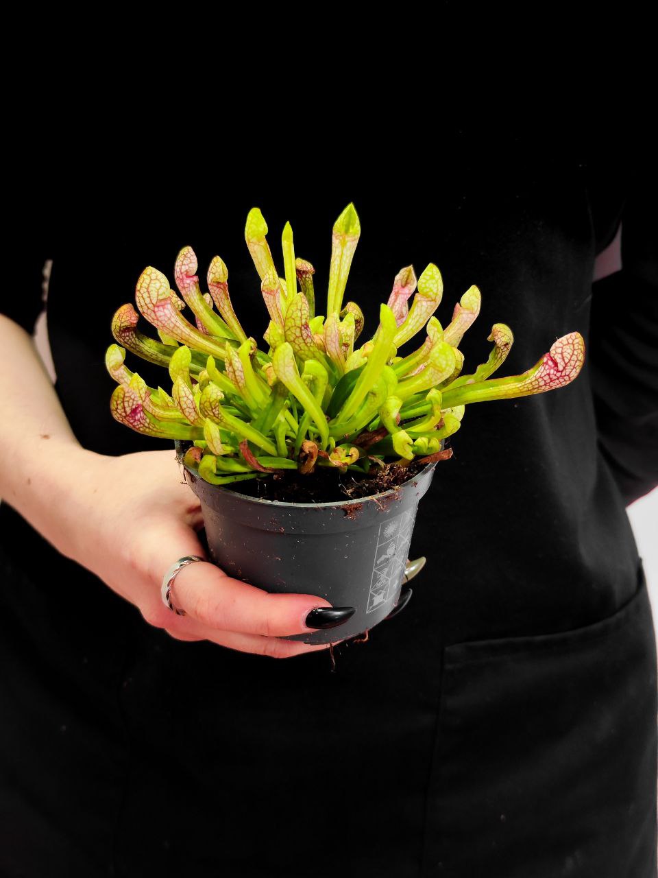 Саррацения Риглиана (Sarracenia Wrigleyana) D9см